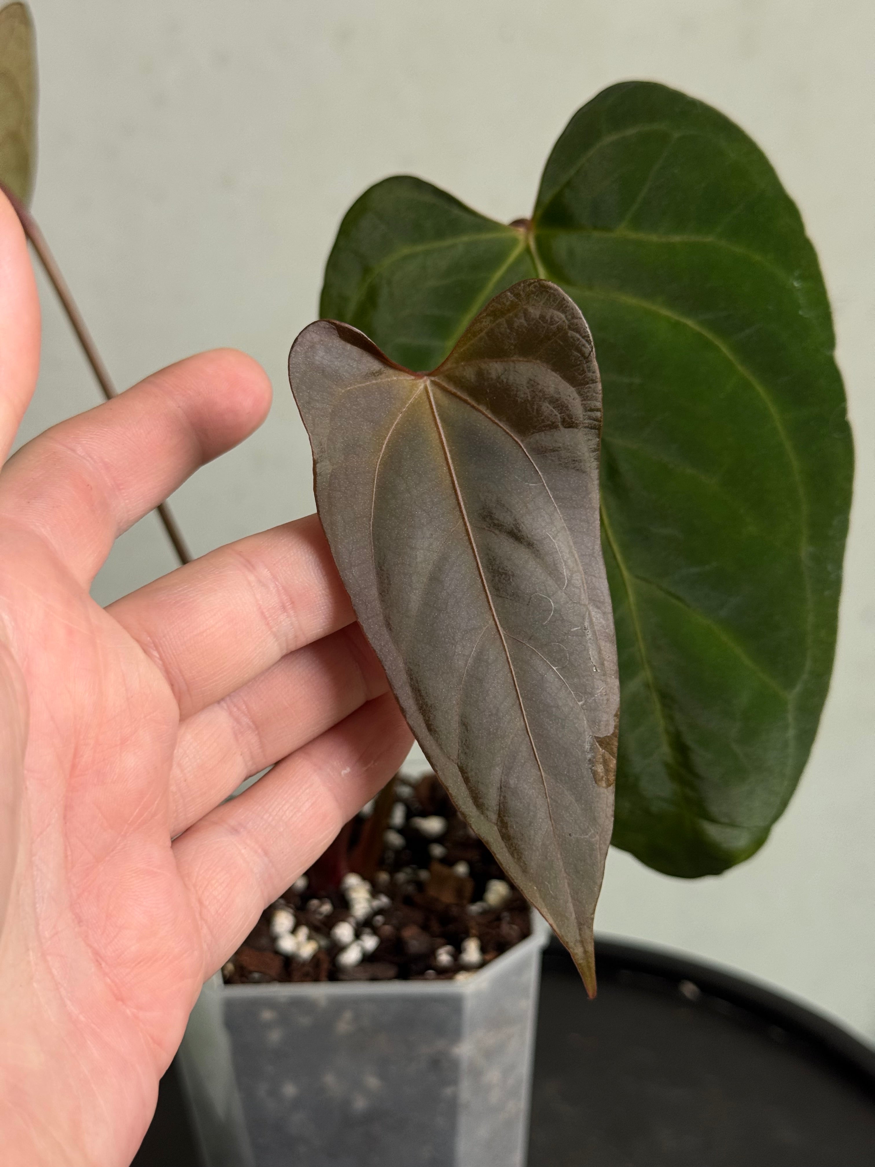 Anthurium Indo Portillae x Papillilaminum ‘Corduroy’ - SMUKHI