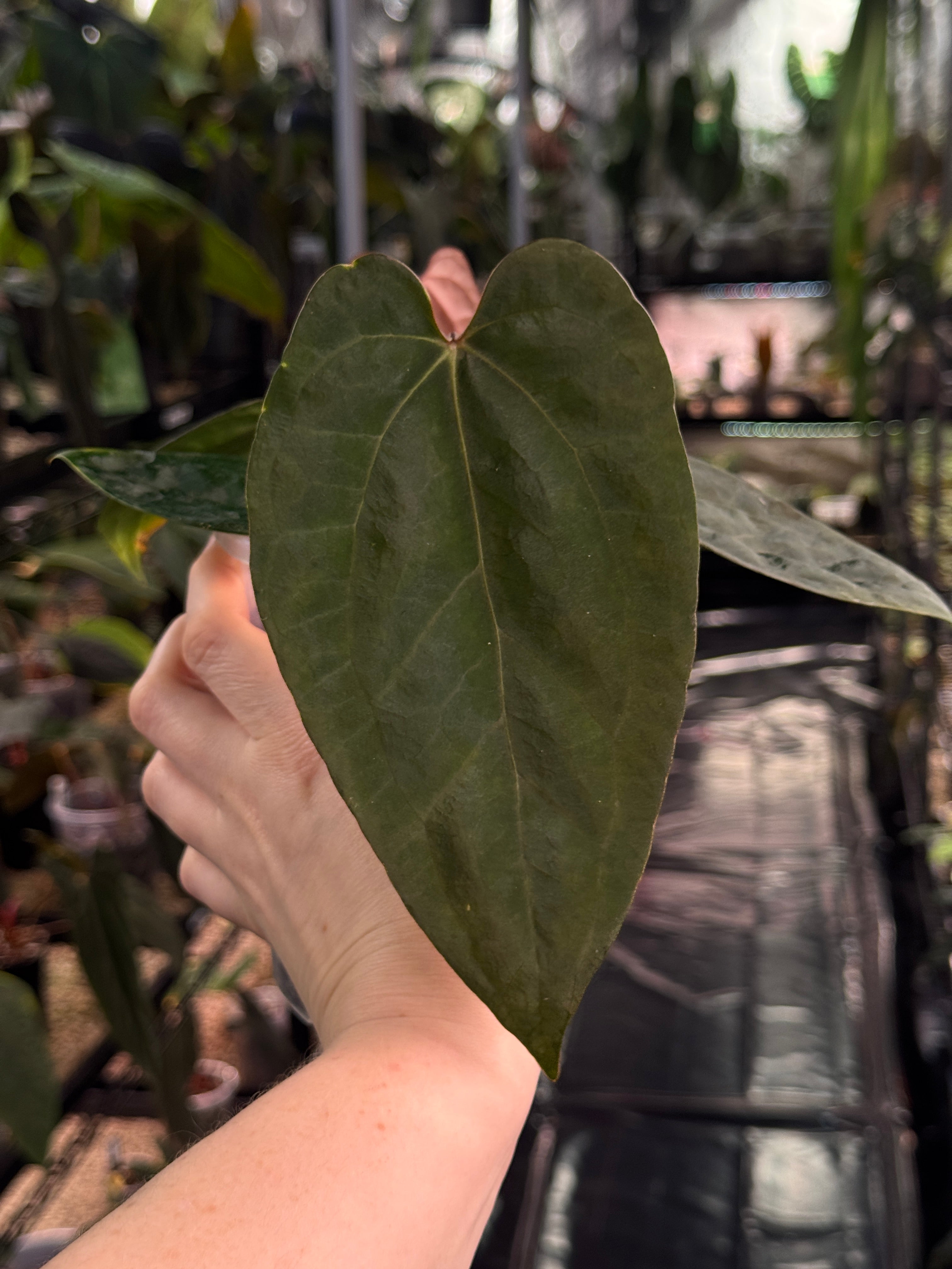 Anthurium Ace of Spades Dark Form x Portillae ‘Dorito’