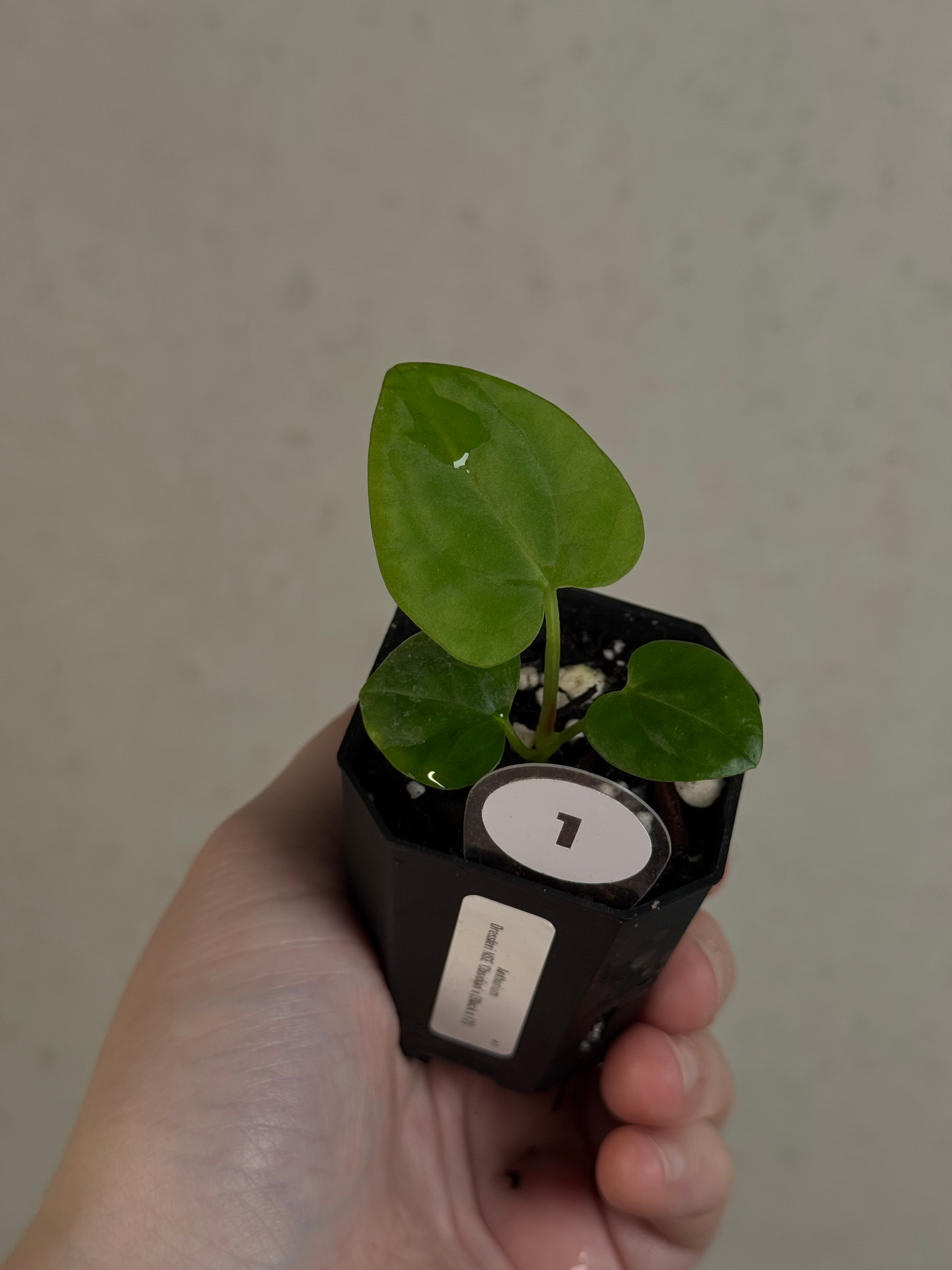 Anthurium Dressleri NSE 'Obsidian' x (Black x F2)
