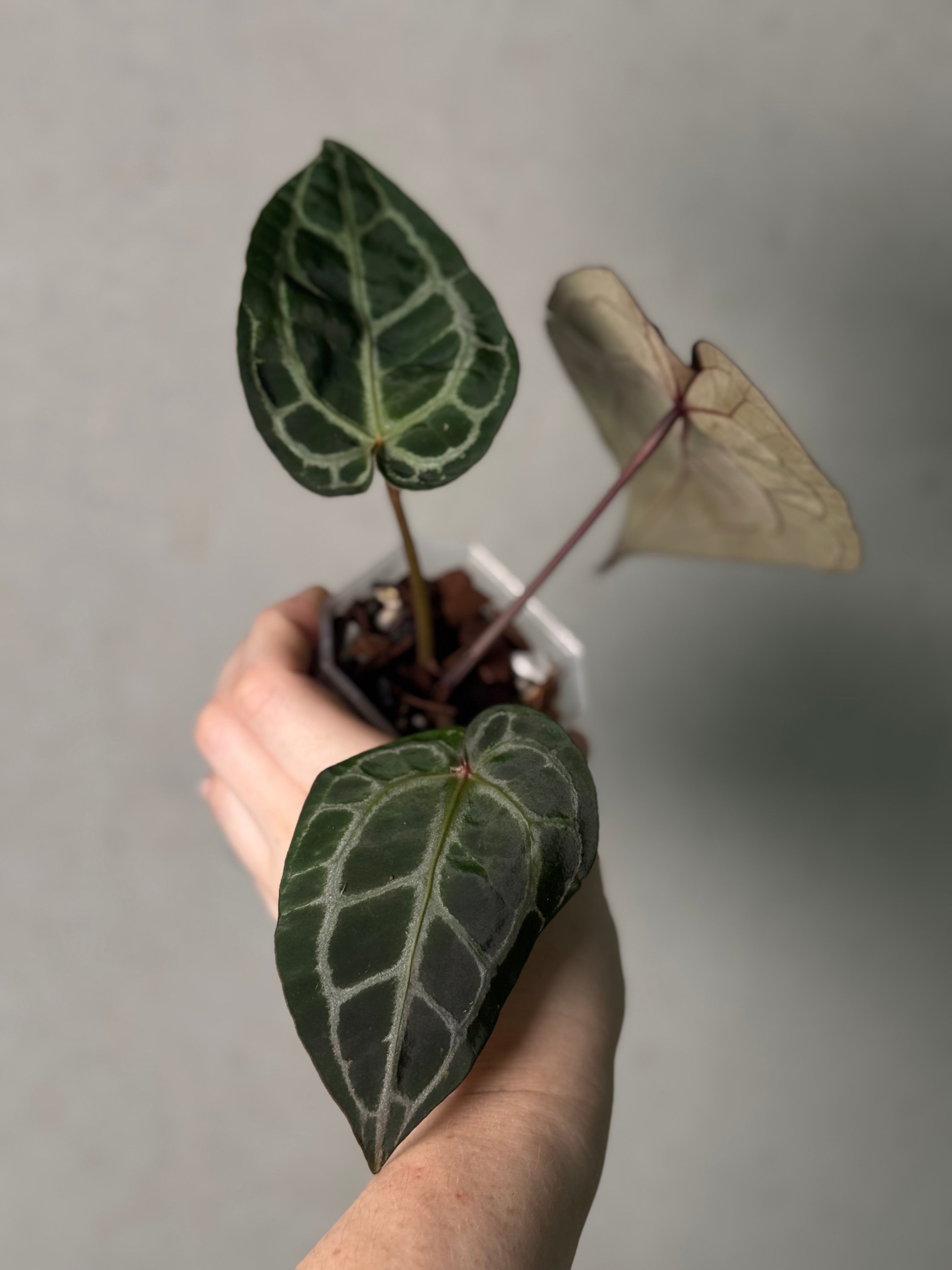 Anthurium DocBlock Michelle