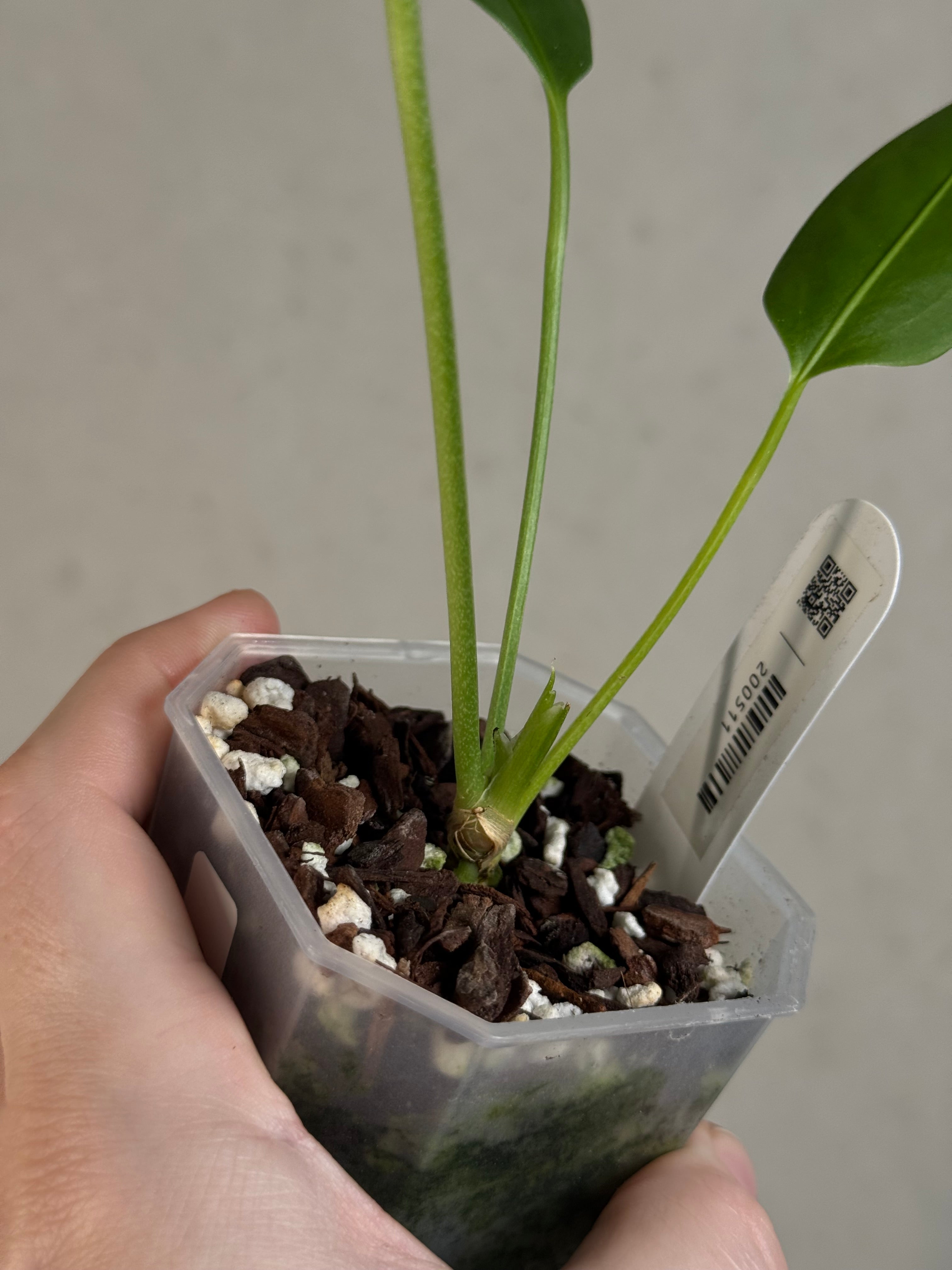 Anthurium sp. Morona x self