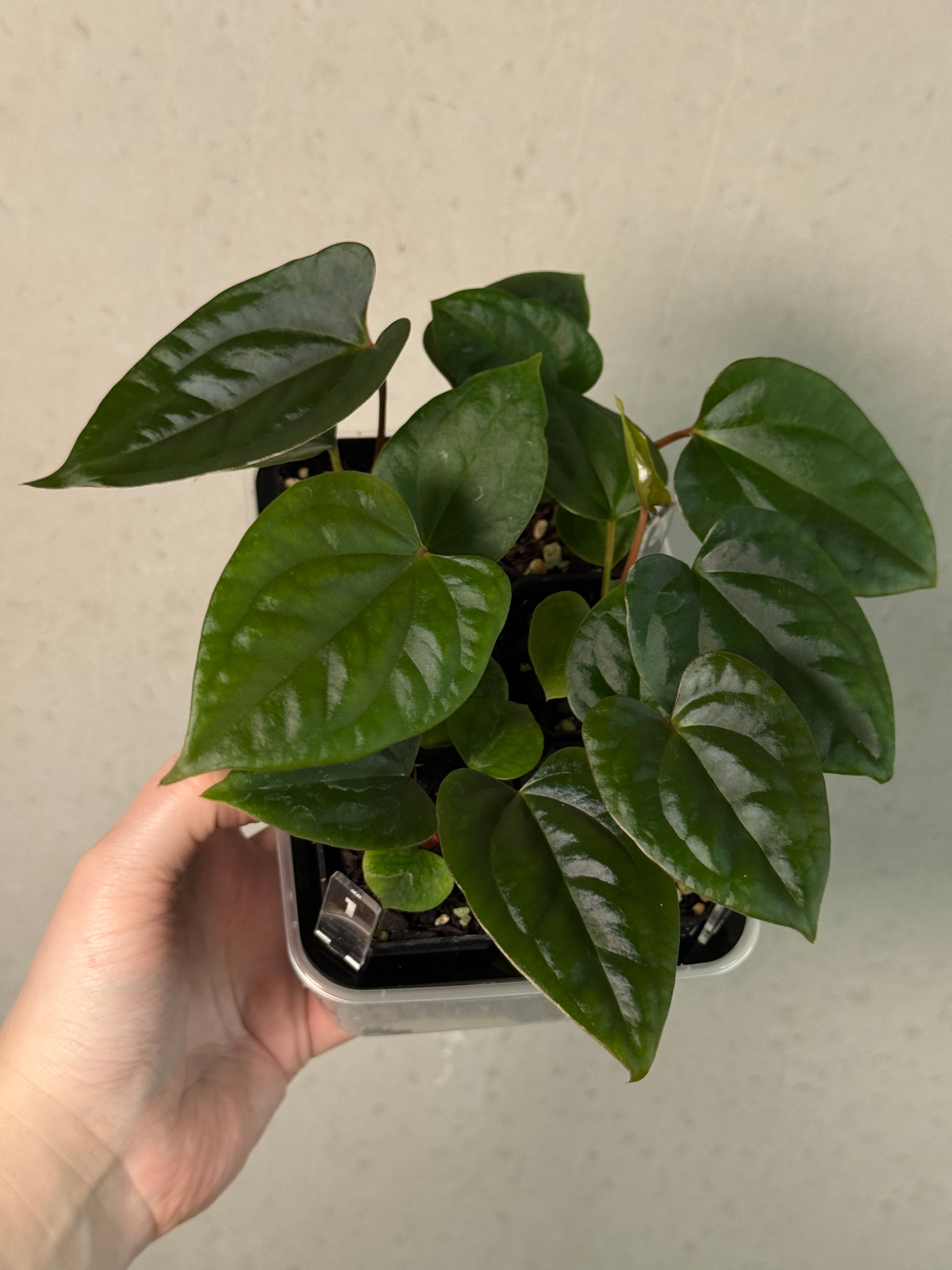 Anthurium (Dark Phoenix x Goliath) x (sp. Napo x Luxurians)