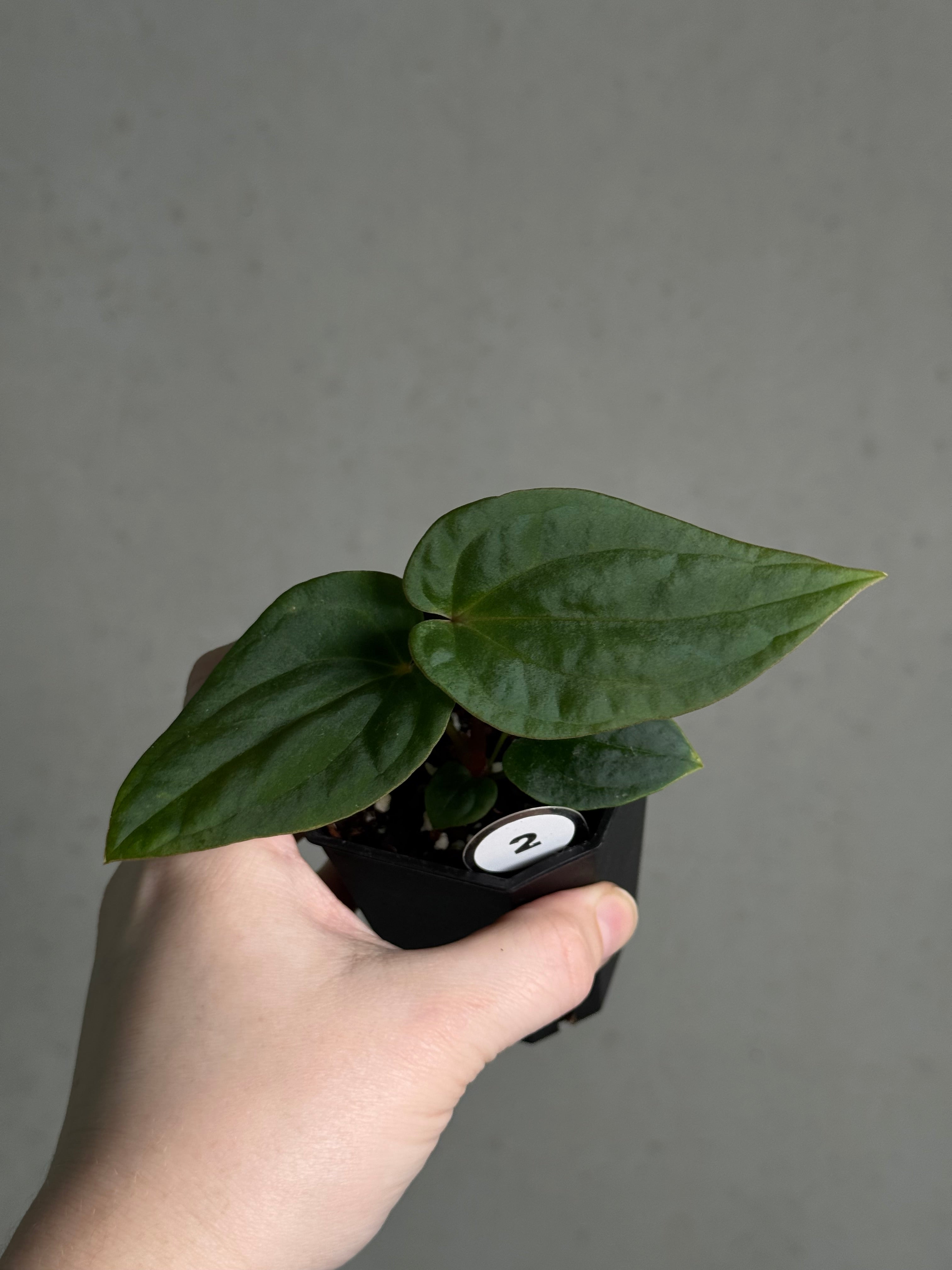 Anthurium BVEP ('Oliver' x self) x (‘Round' x 'Felix') - SMUKHI