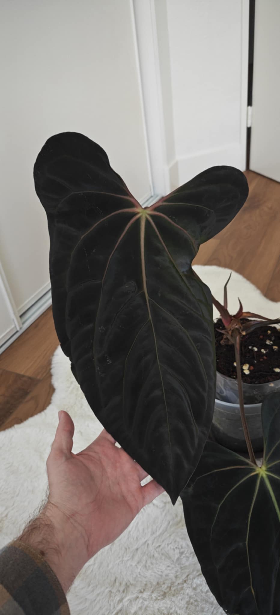 Anthurium (Papillilaminum A+ x Michelle) x (Carlablackiae x FSxRL)