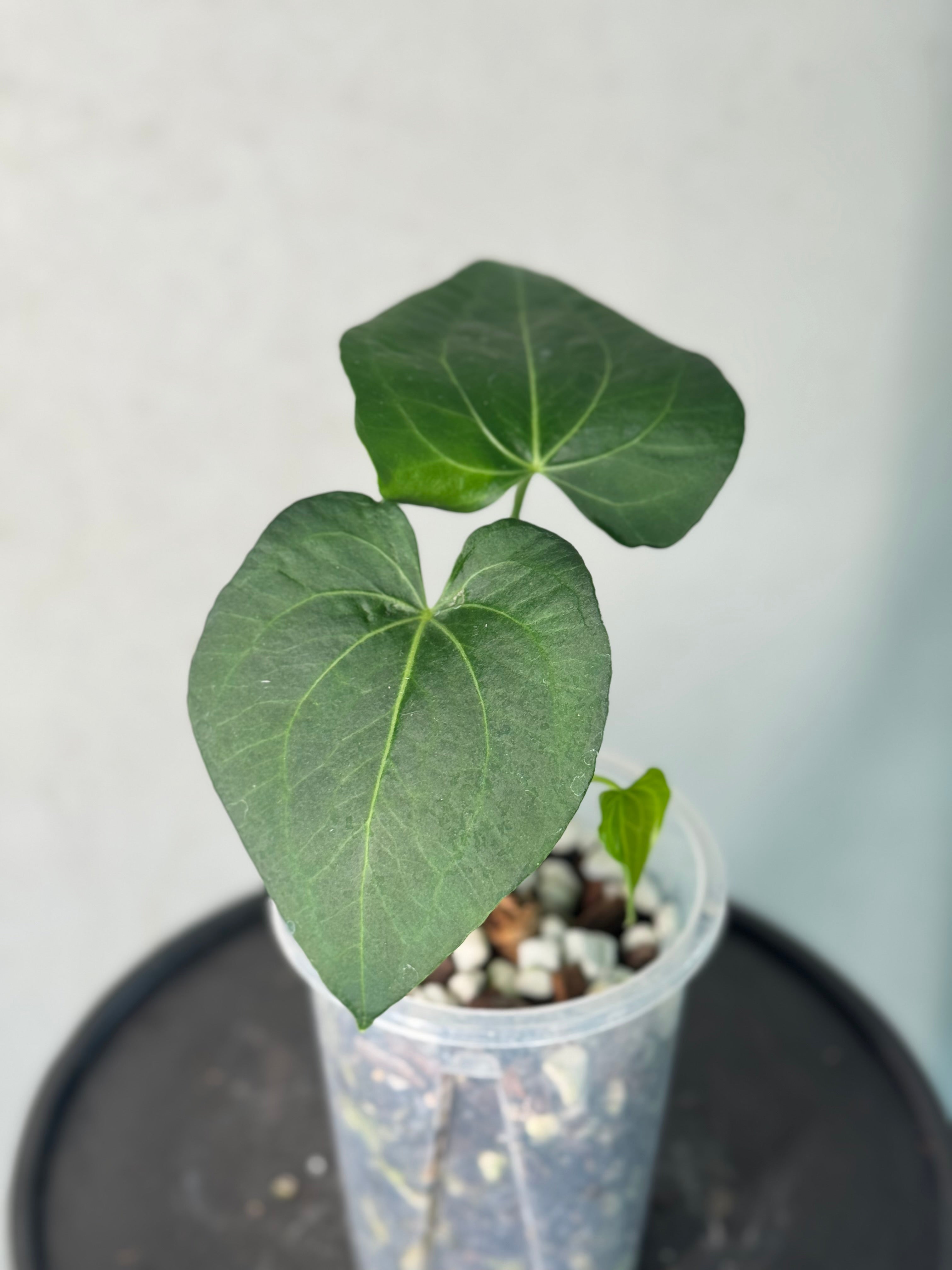 Anthurium Clarinervium Mutated - Clone