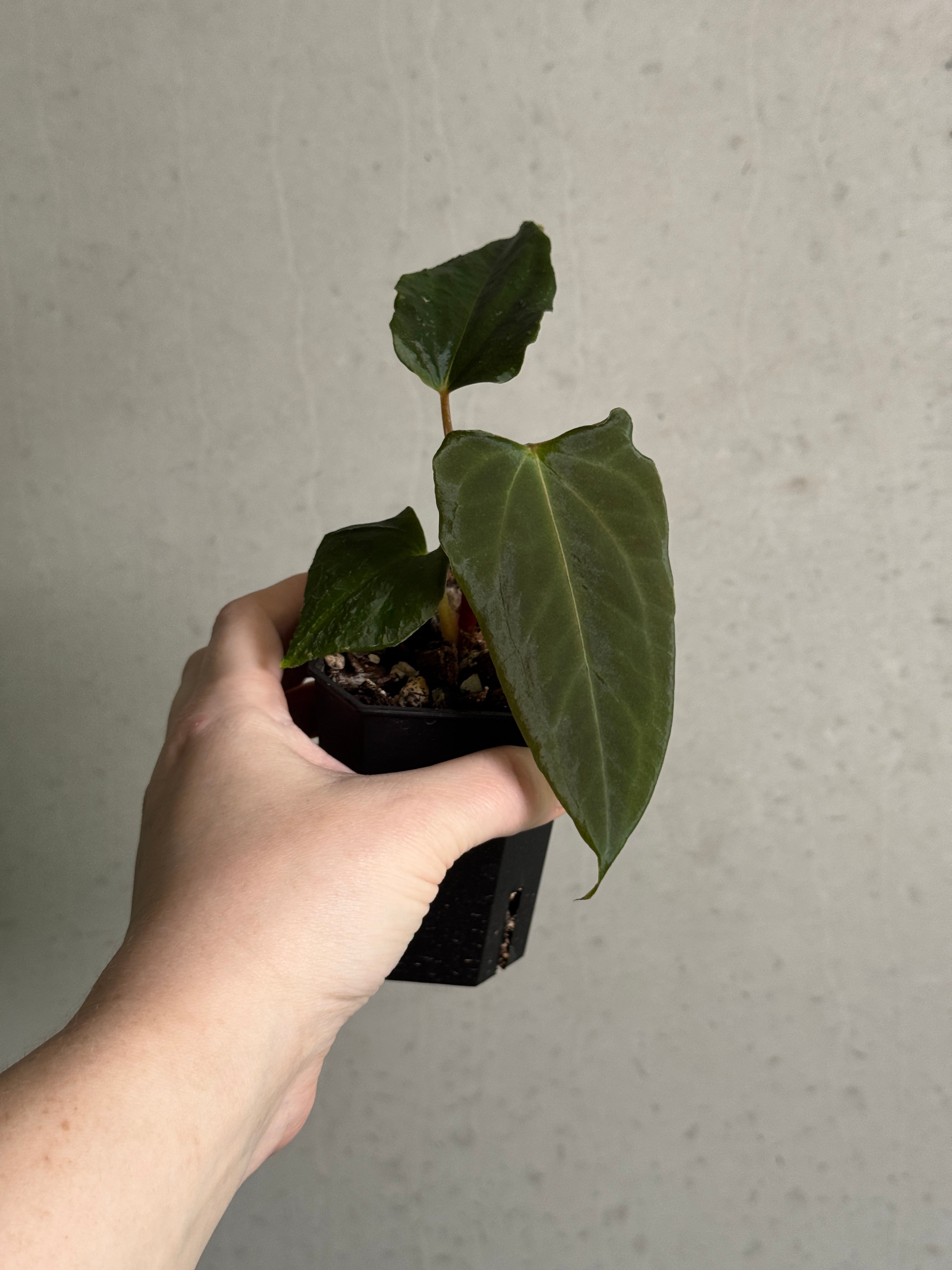 Anthurium FSxRL 'Grim Reaper' S1 #8 - Clone