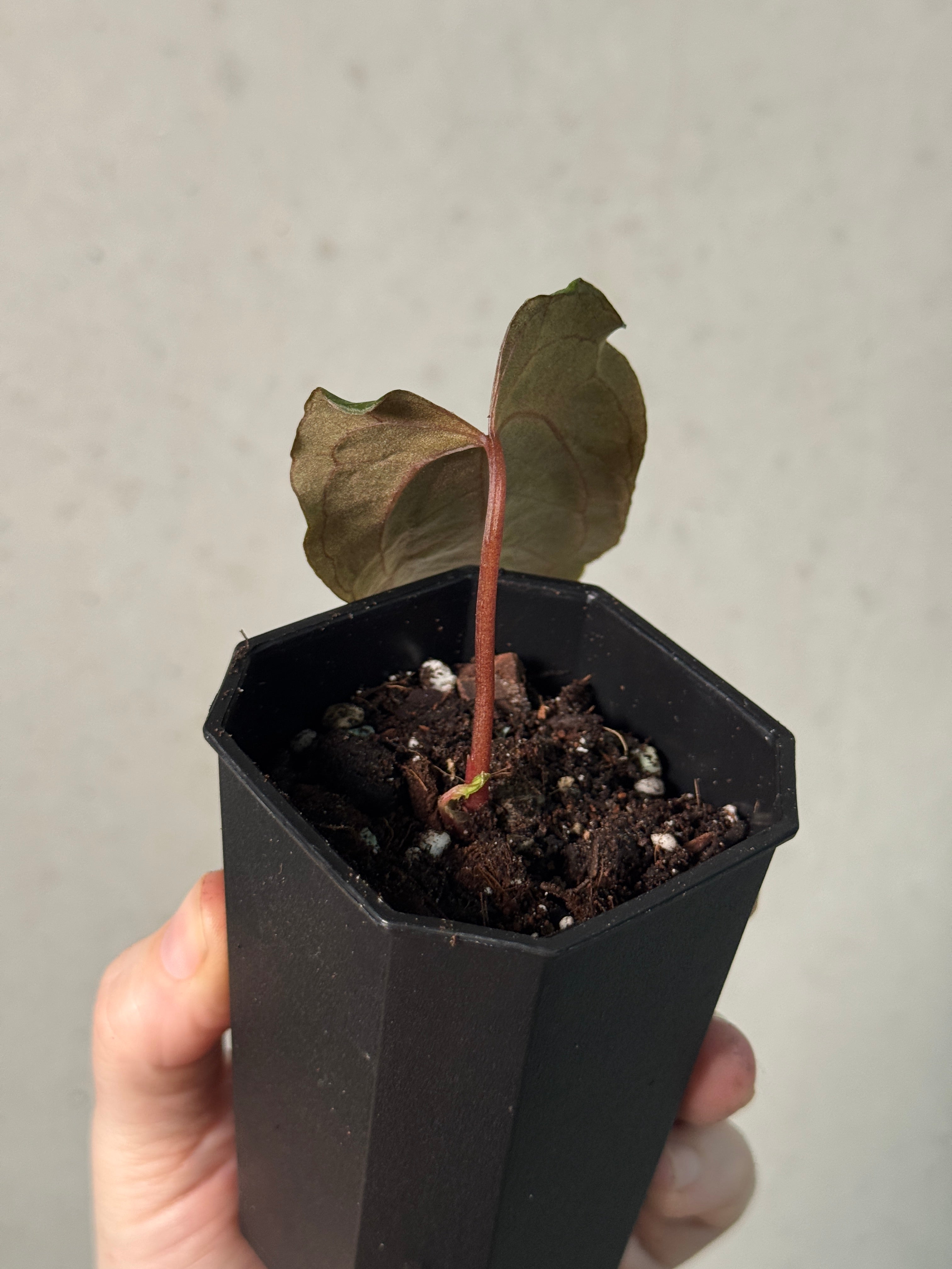 Anthurium FSxRL 'Grim Reaper' Reaper' S1 - Clone