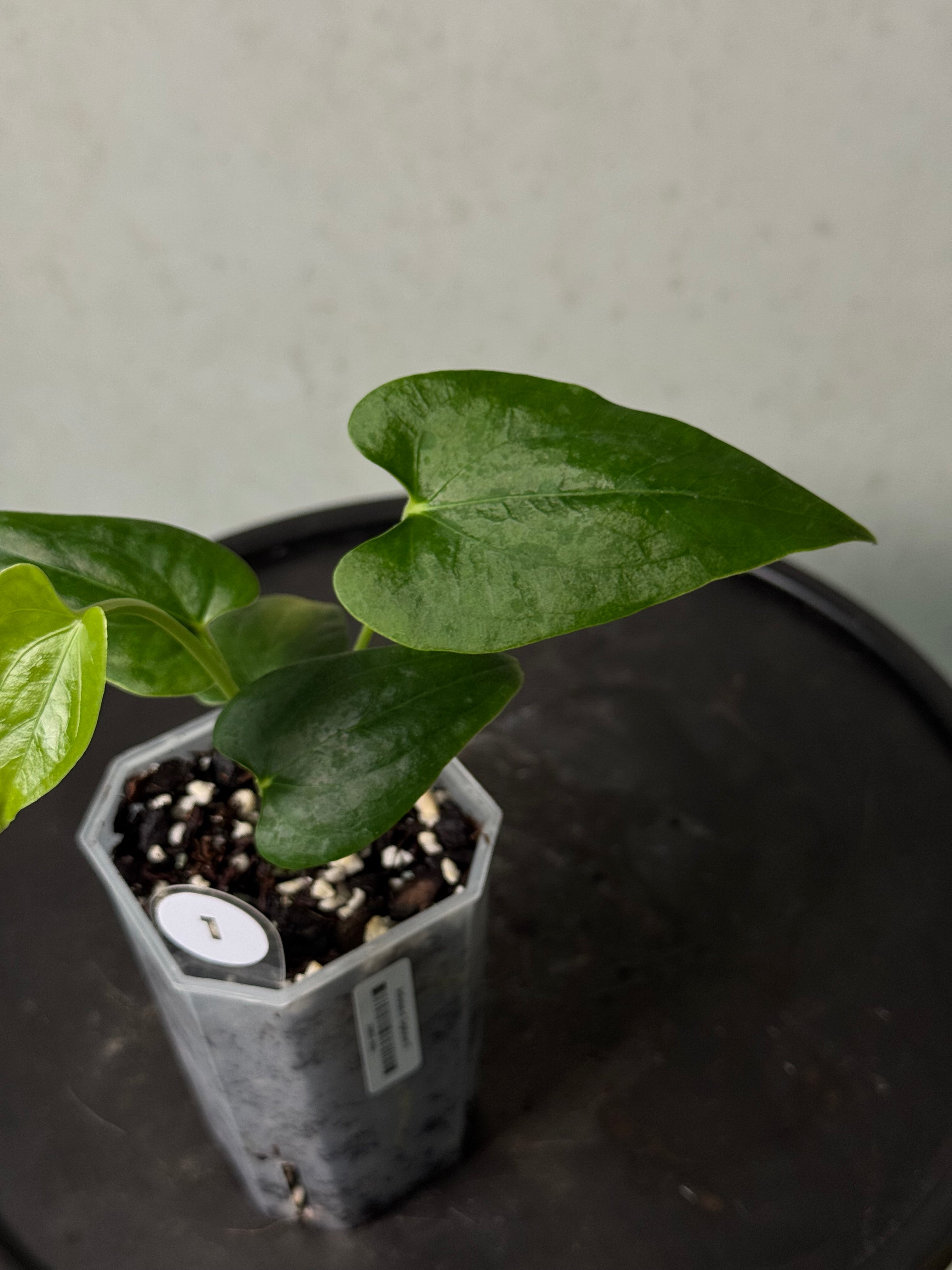 Anthurium cf. Sagittatum S1