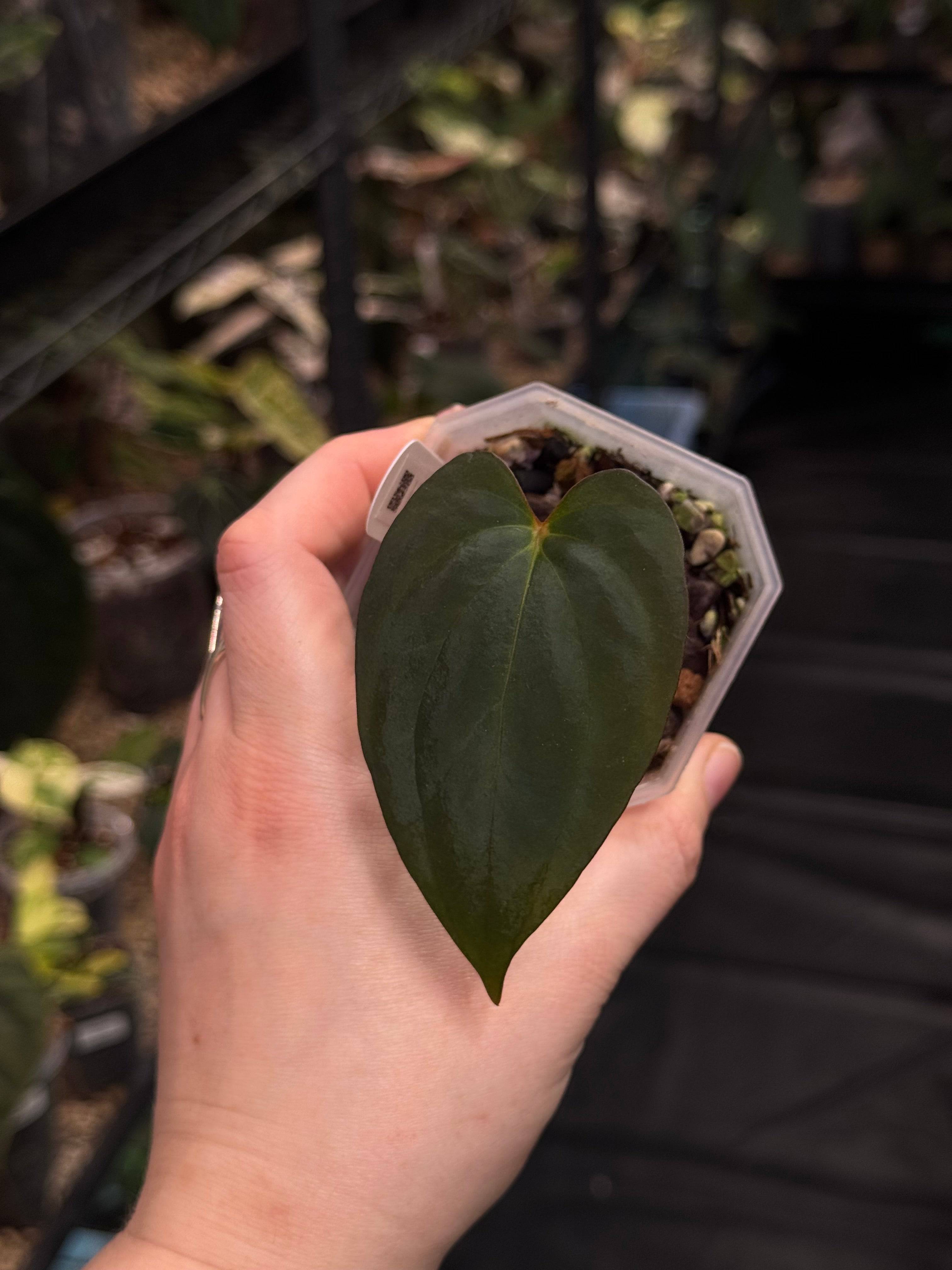 Anthurium BVIT x Red Vein Dark Phoenix - SMUKHI