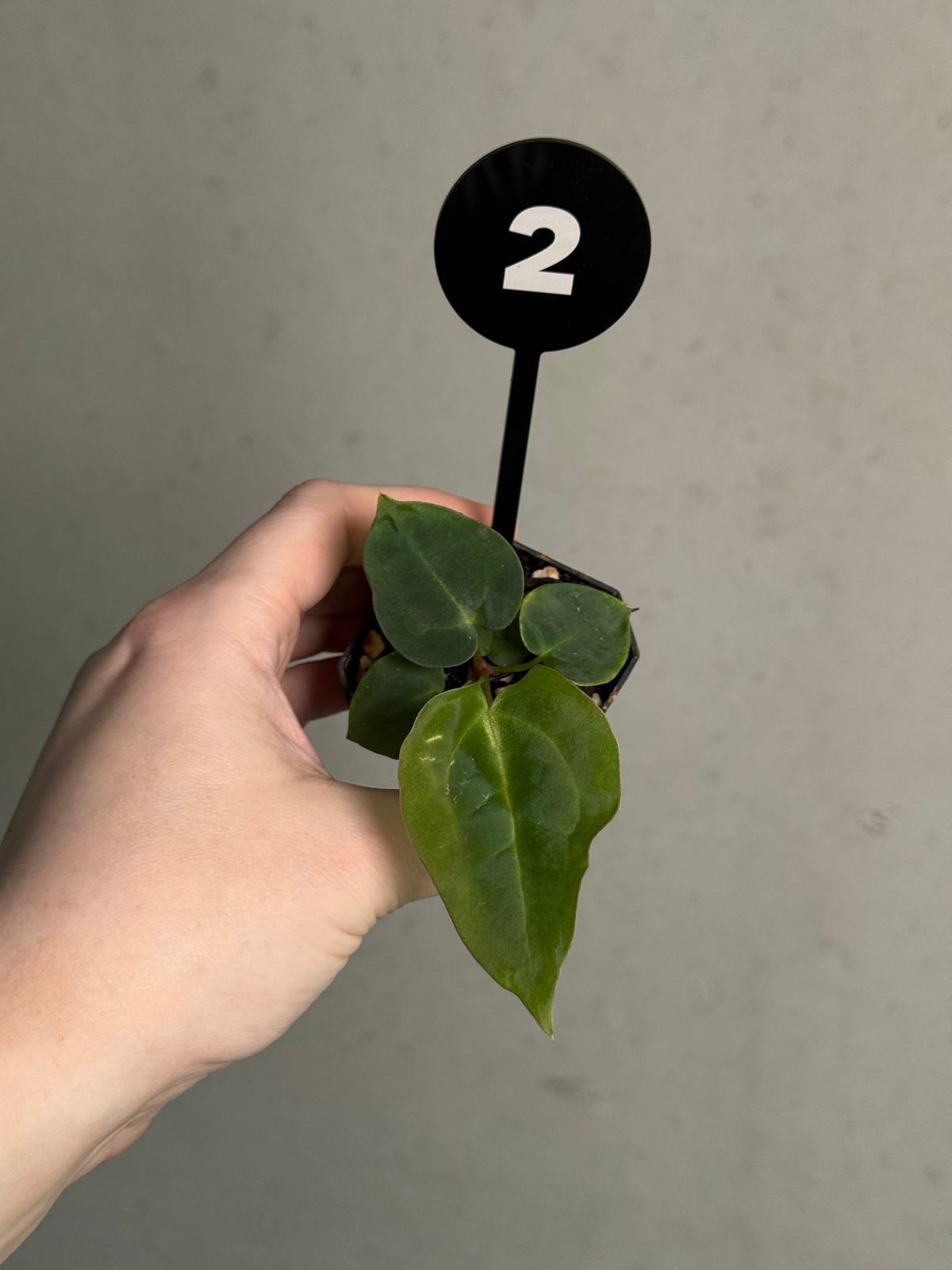 Anthurium Michelle plant from SMUKHI, featuring glossy green leaves and vibrant flowers, with a mix of Carlablackiae and BVEP varieties.