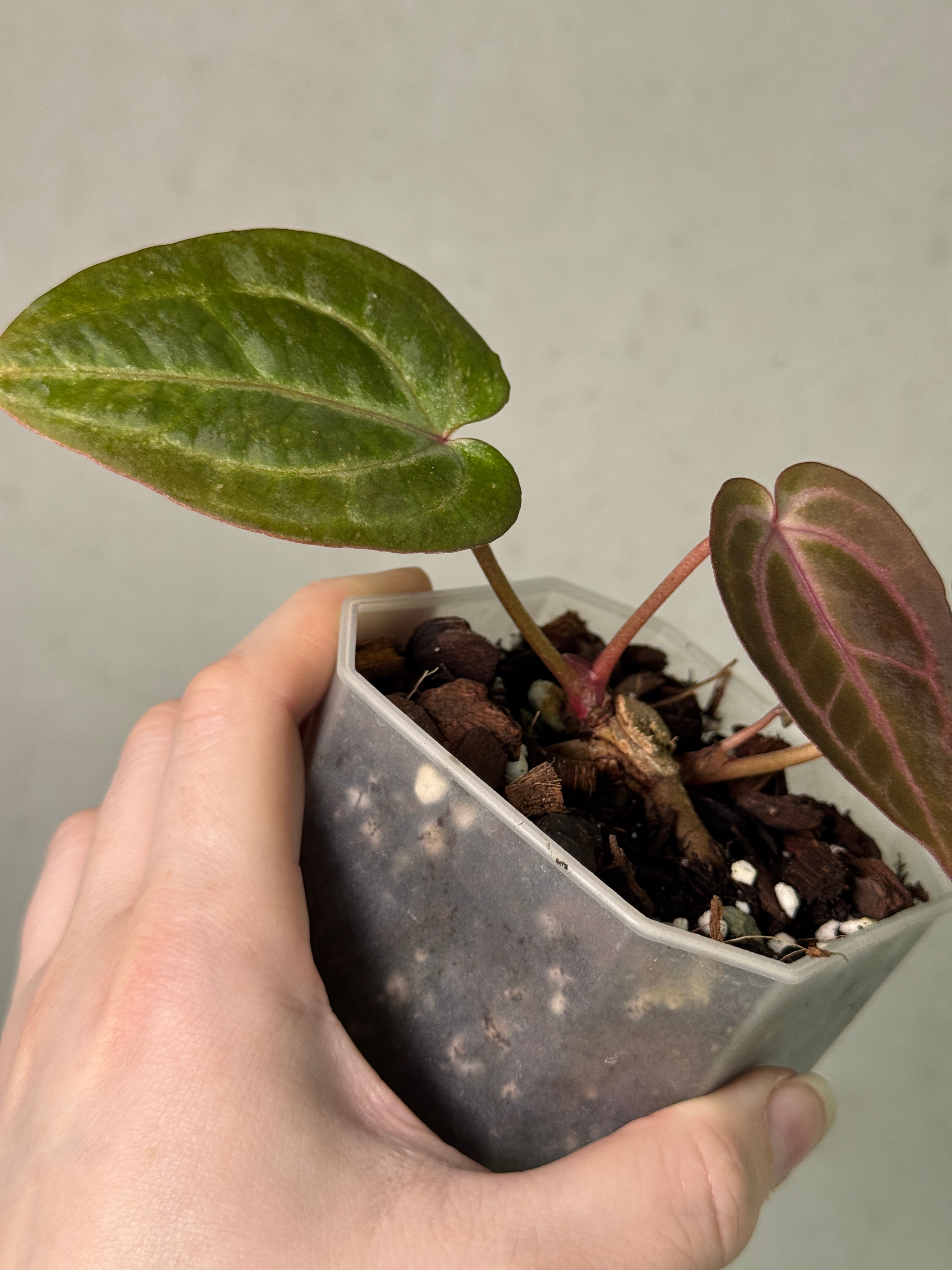 Anthurium Home, Sweet Home '32' x Red Velvet Cake '24' - Clone
