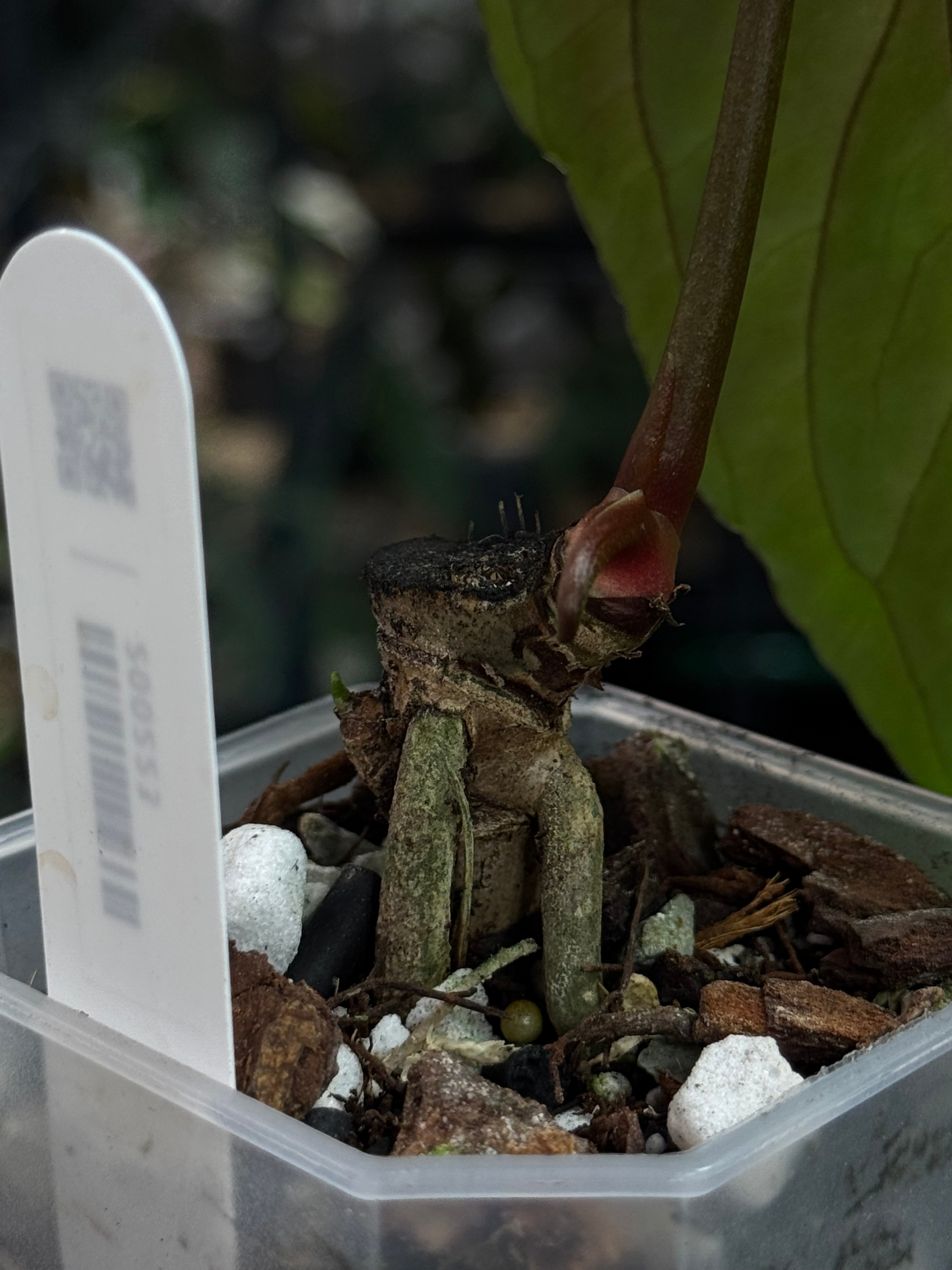 NFS: Anthurium Ralph Lynam x self