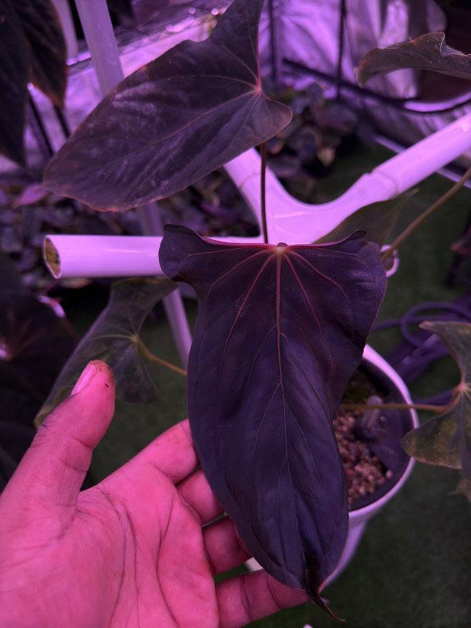 NFS: Anthurium Ralph Lynam x self - SMUKHI