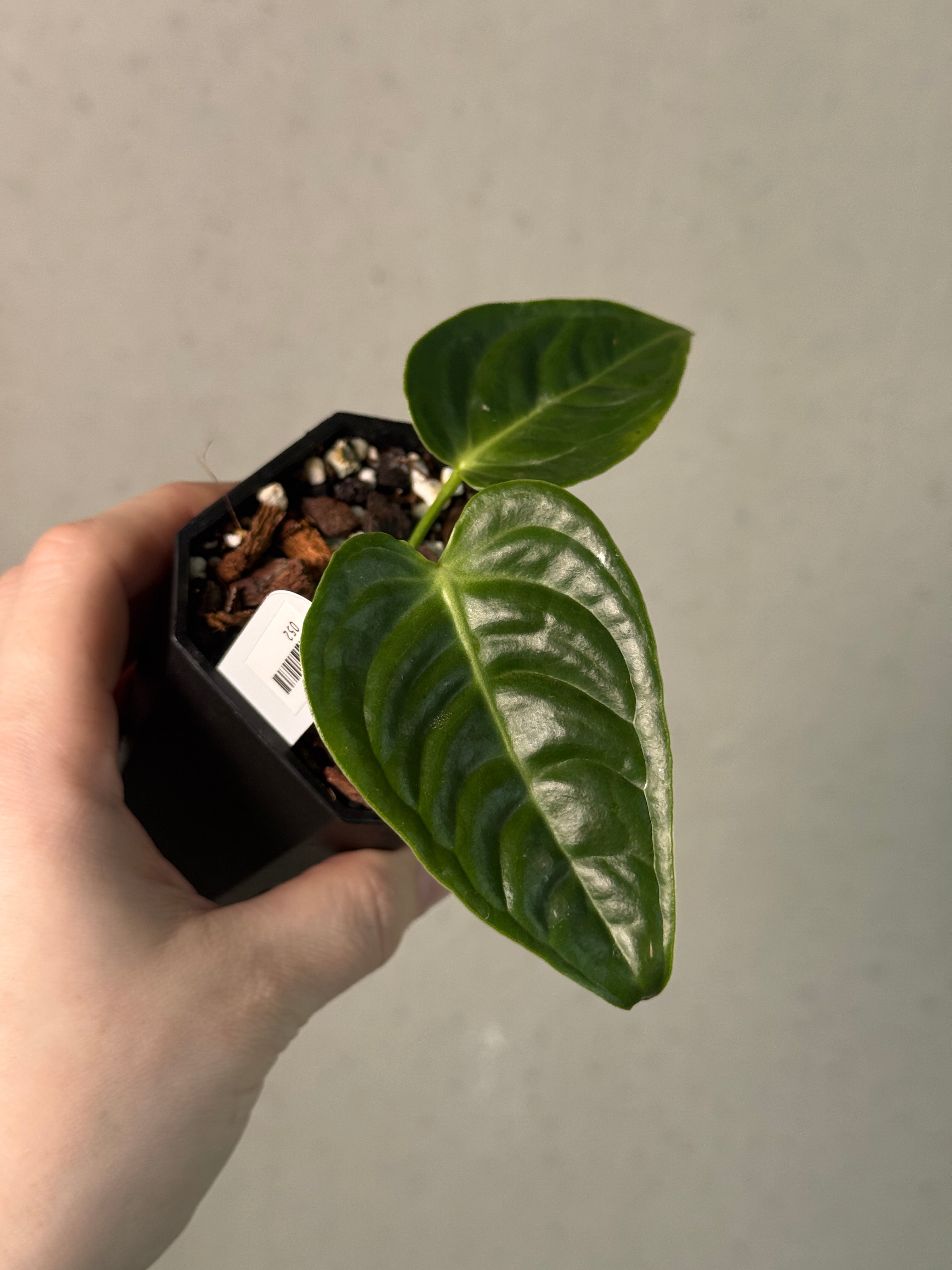 Anthurium Veitchii