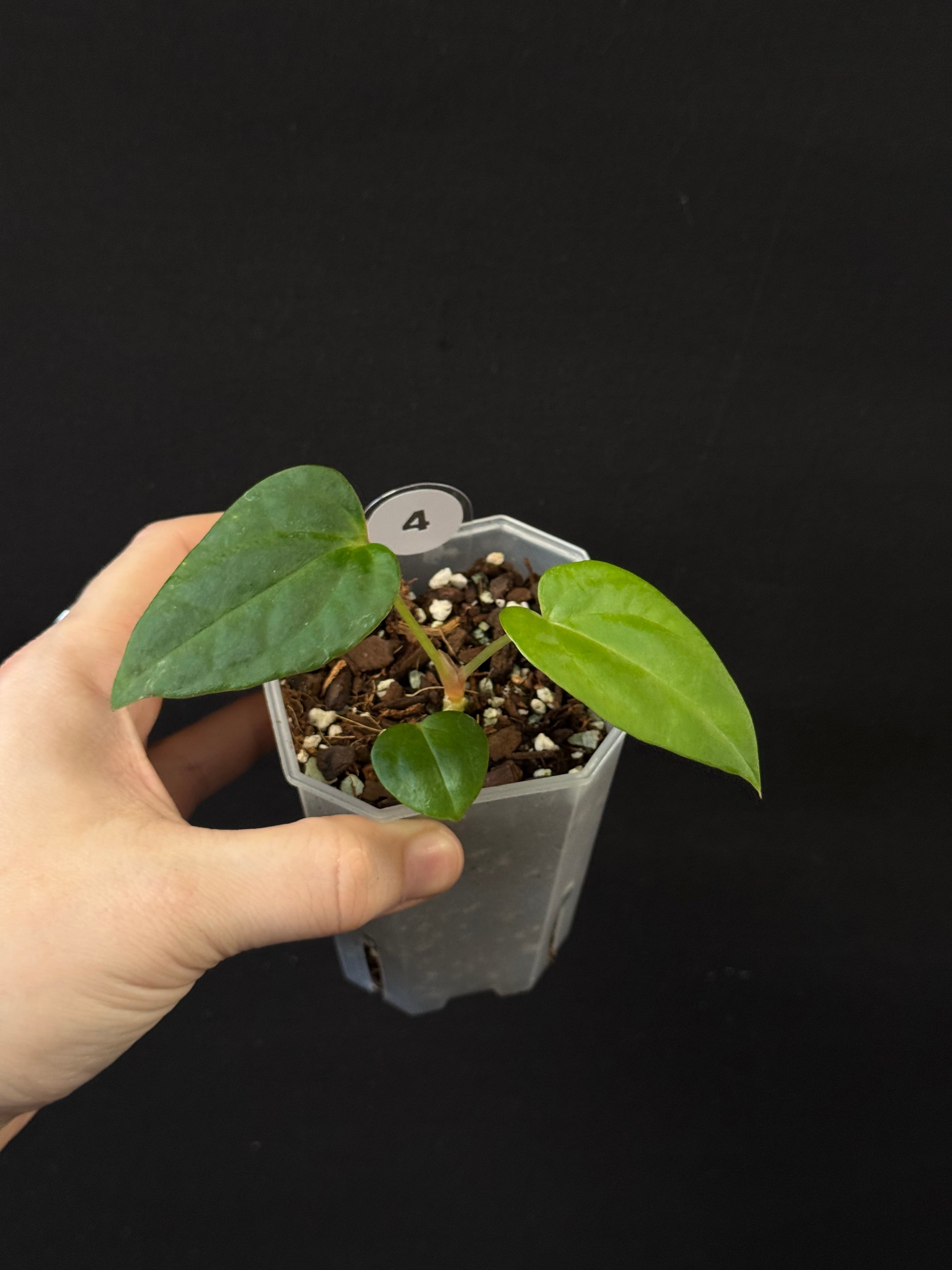 Anthurium (Dark Phoenix x Blue Papillilaminum) x Fort Sherman S1