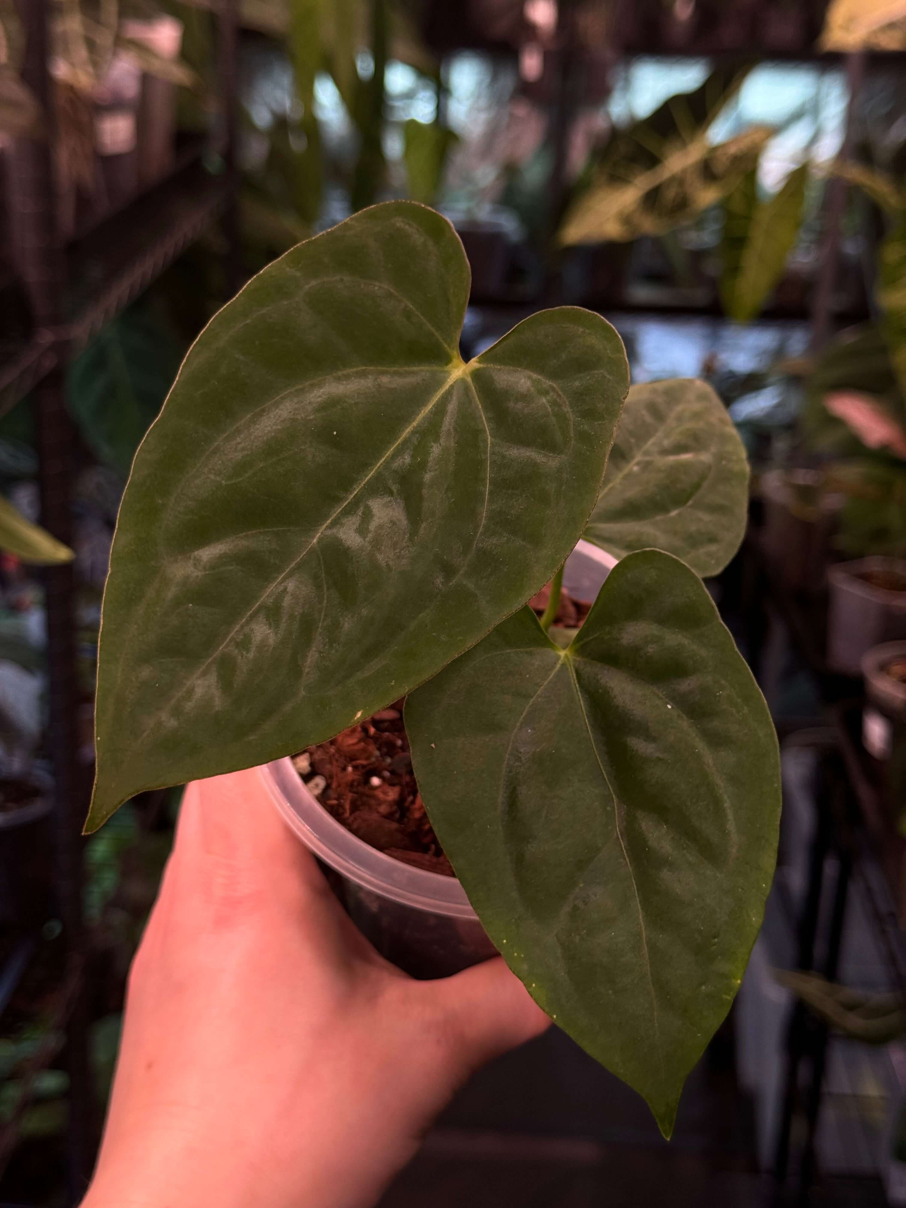 Anthurium Papillilaminum hybrid 'Lunox' - SMUKHI