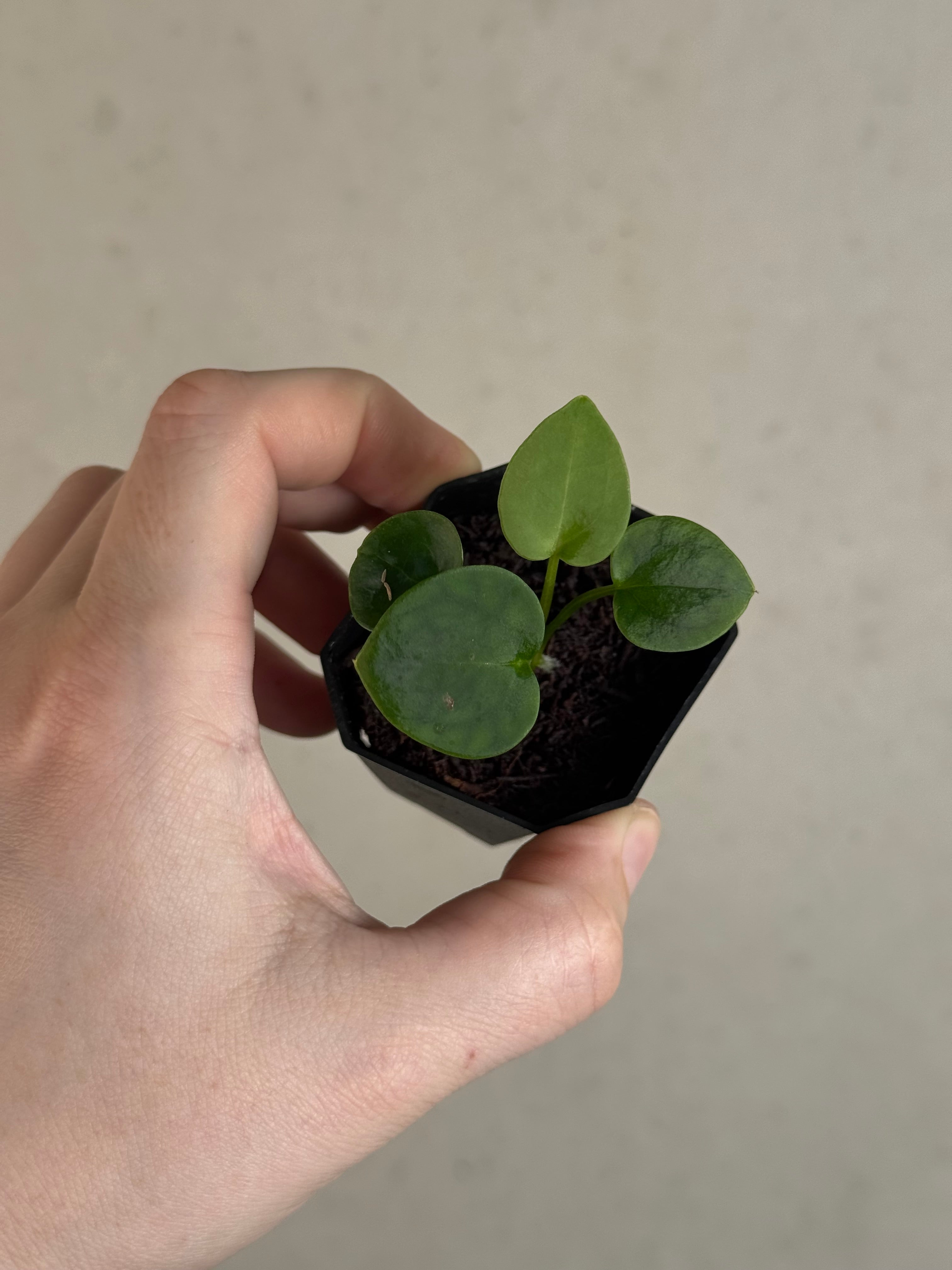 Anthurium Tim Anderson ‘Stripey’ x Portillae ‘Dorito’ - Pre-order