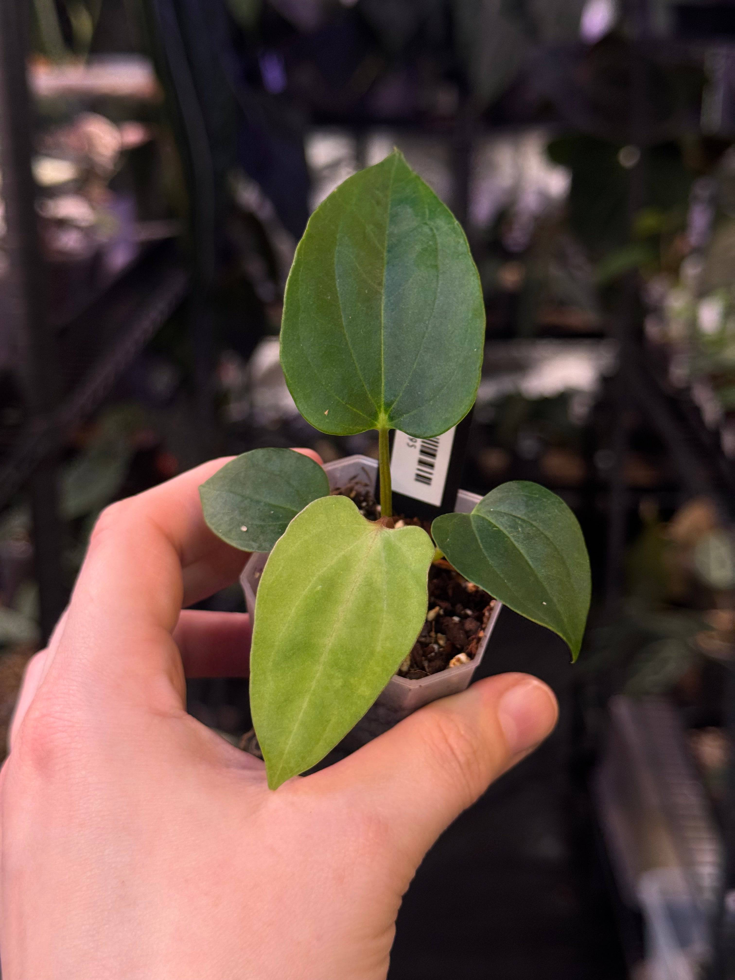 NFS: Anthurium (Papillilaminum x BVEP ‘Hanni’) x RLxFS F2 - SMUKHI