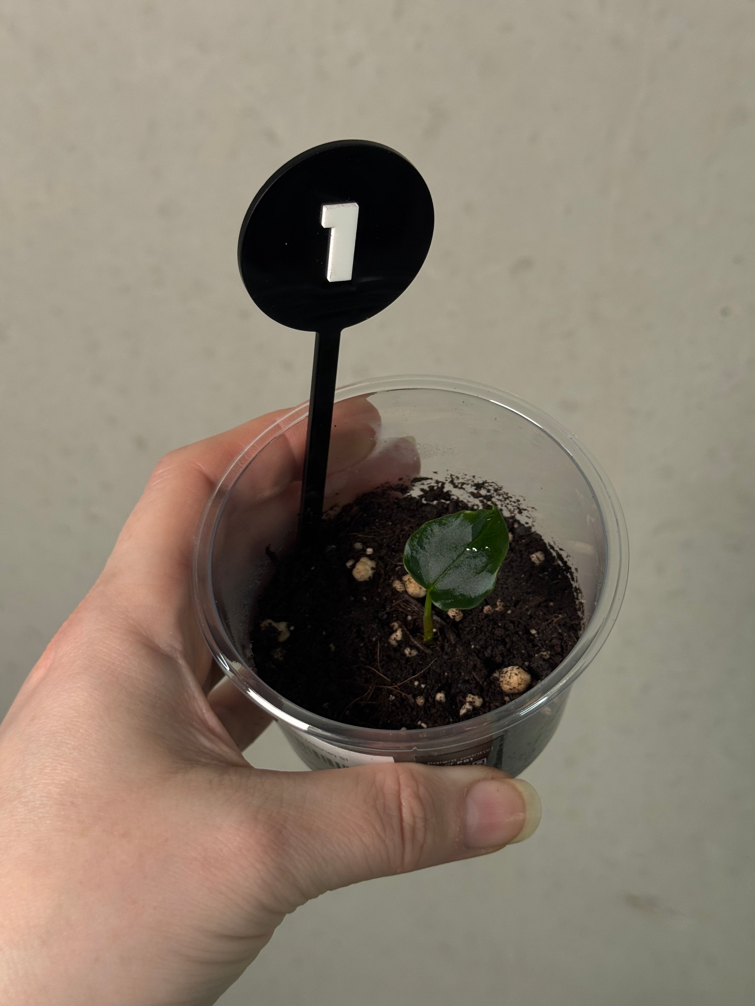 Anthurium Ralph Lynam (clone) S1