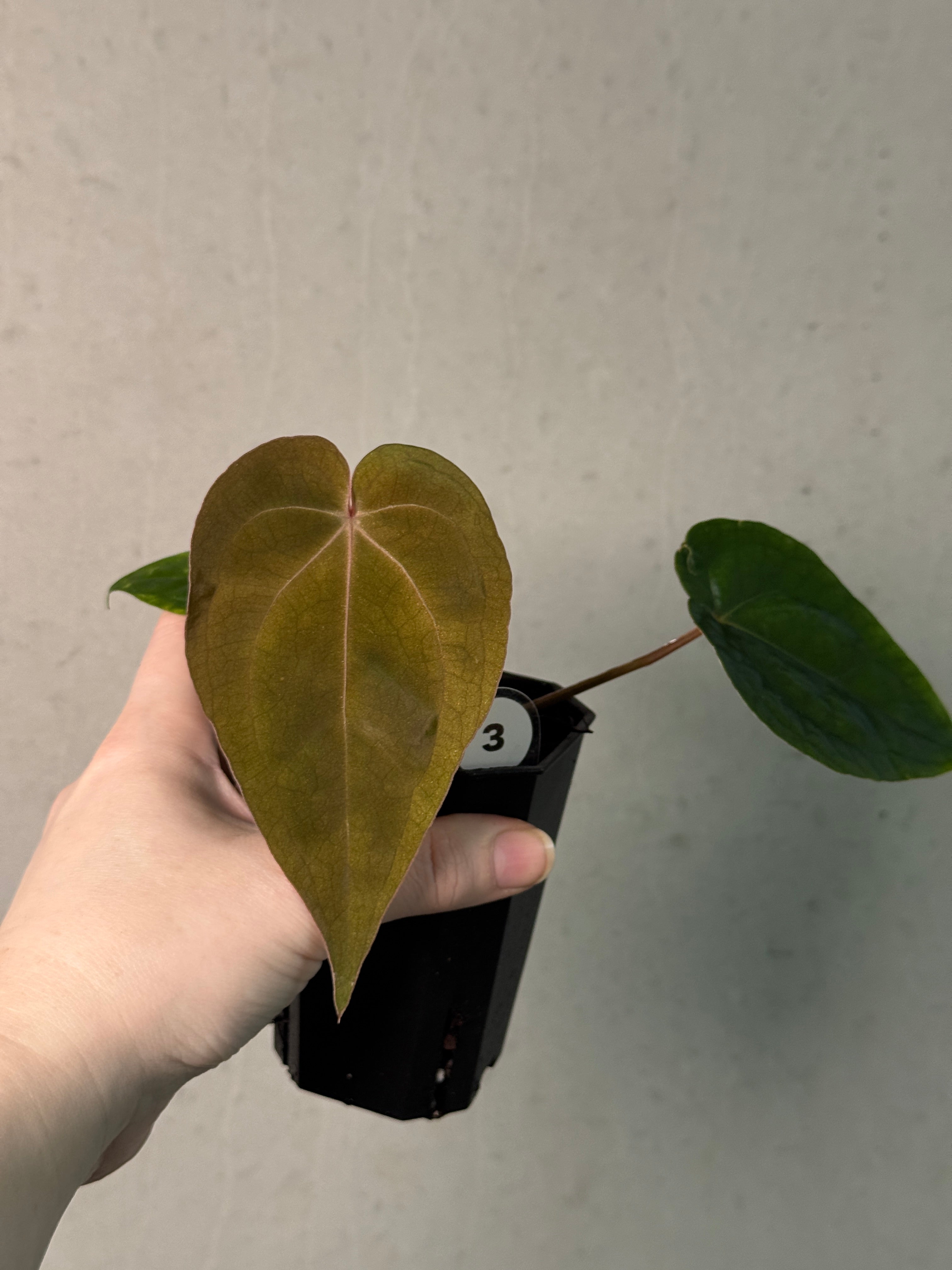 Anthurium Papillilaminum 'Guna Yala' x (Zara x Michelle) - SMUKHI