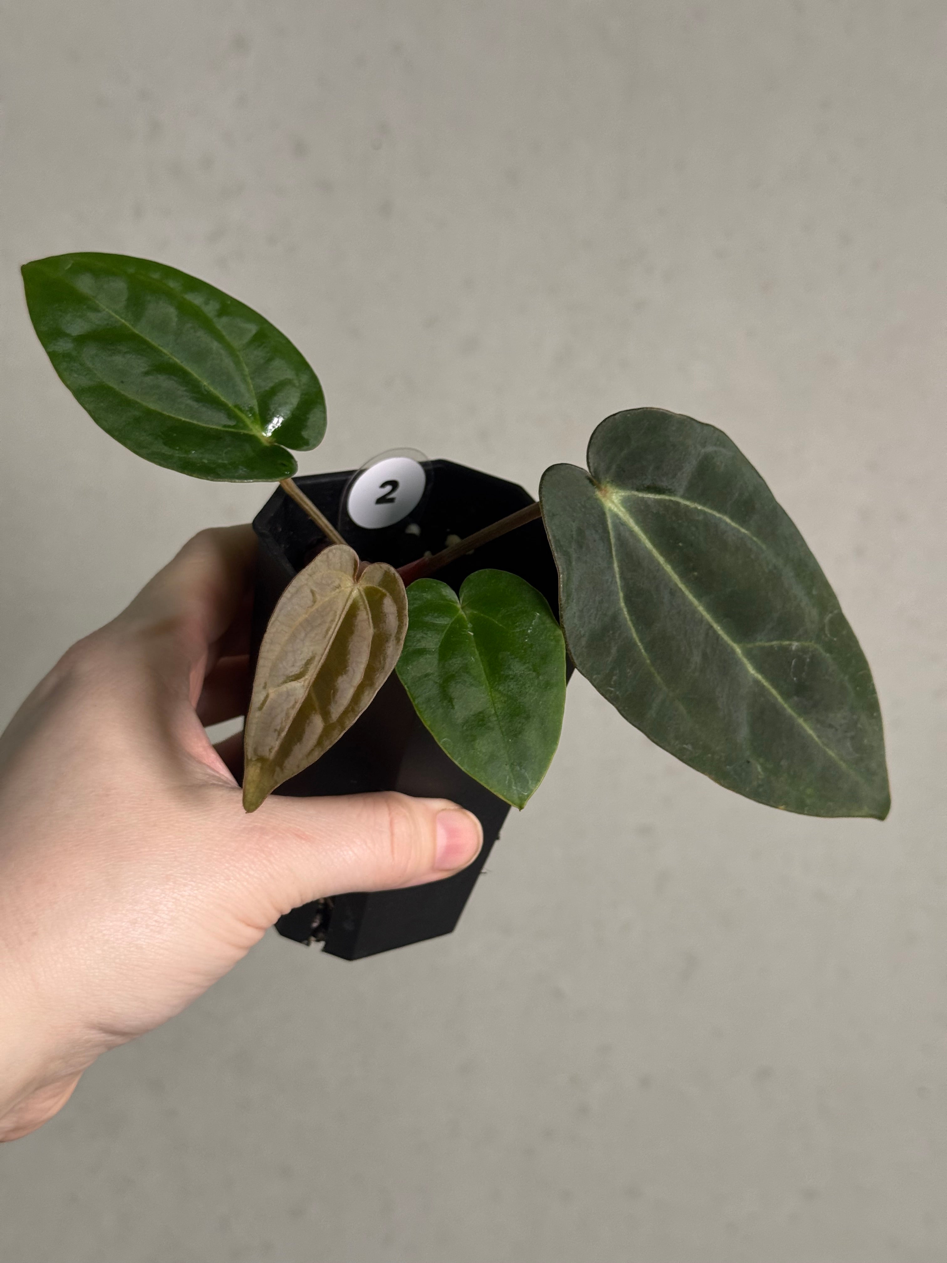 Anthurium Carlablackiae RA10 S1 x Dressleri ‘Obsidian’ - SMUKHI