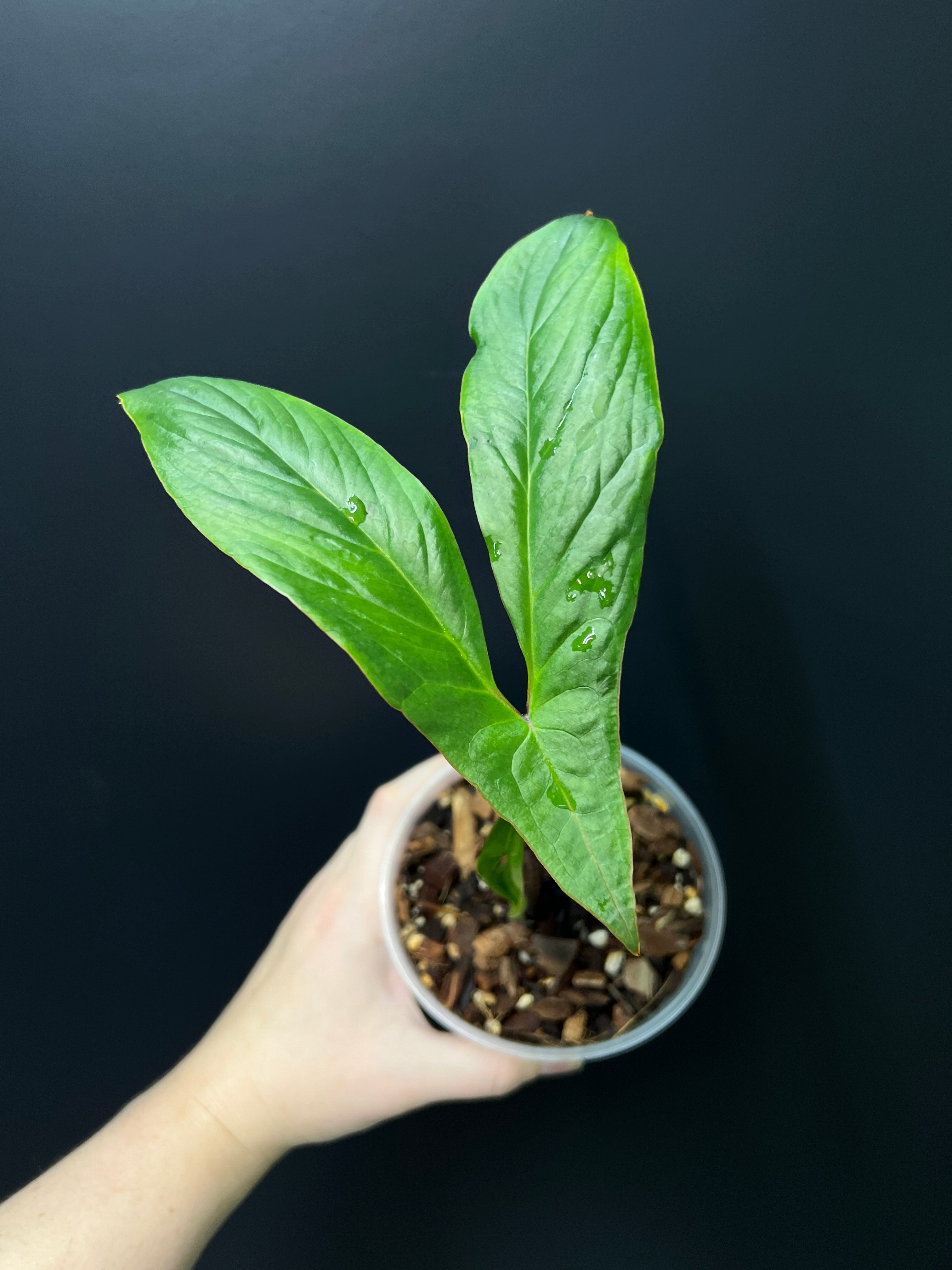 Cyrtosperma Hambalii