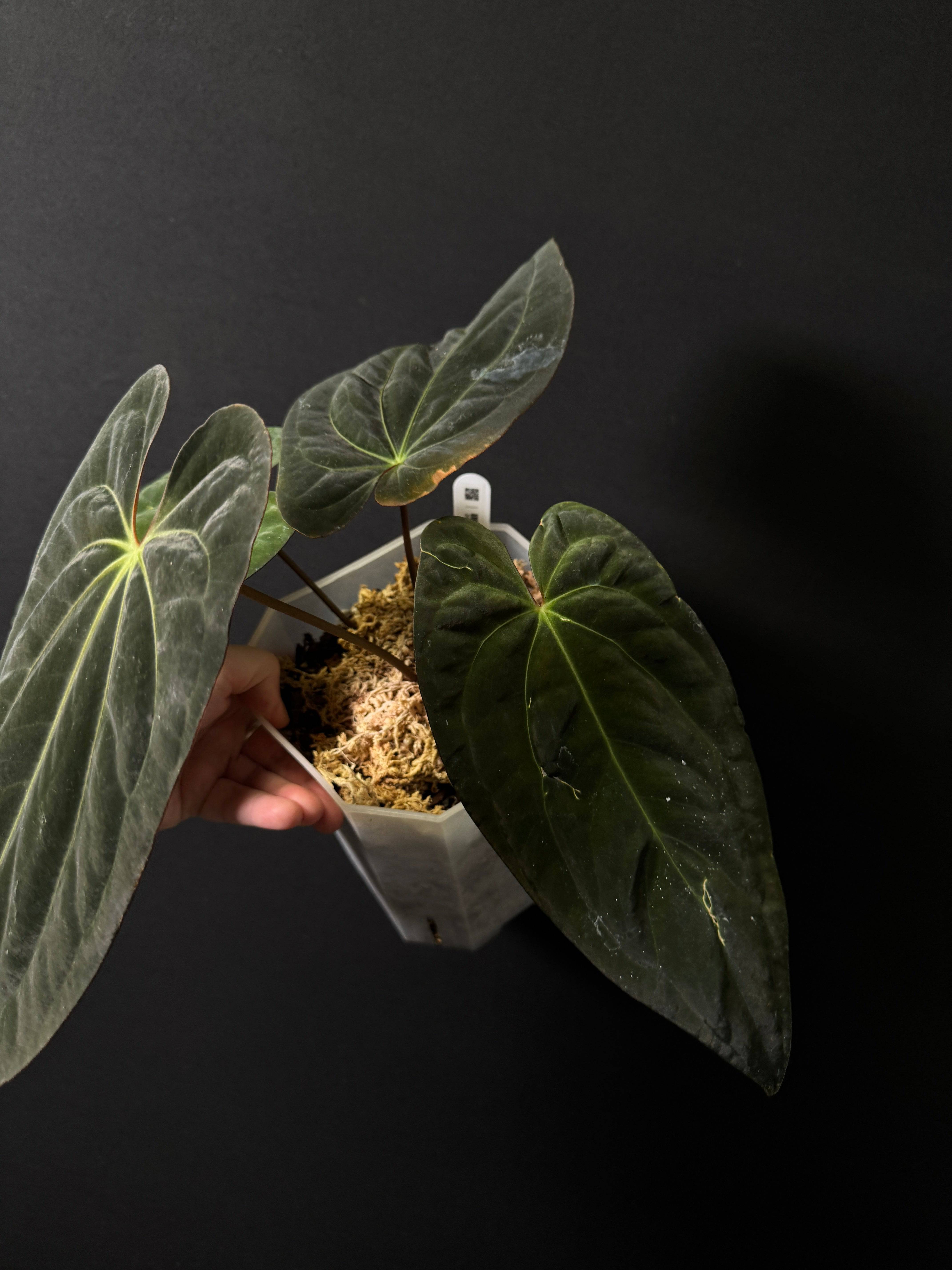 Anthurium BVIT x Red Vein Dark Phoenix - SMUKHI