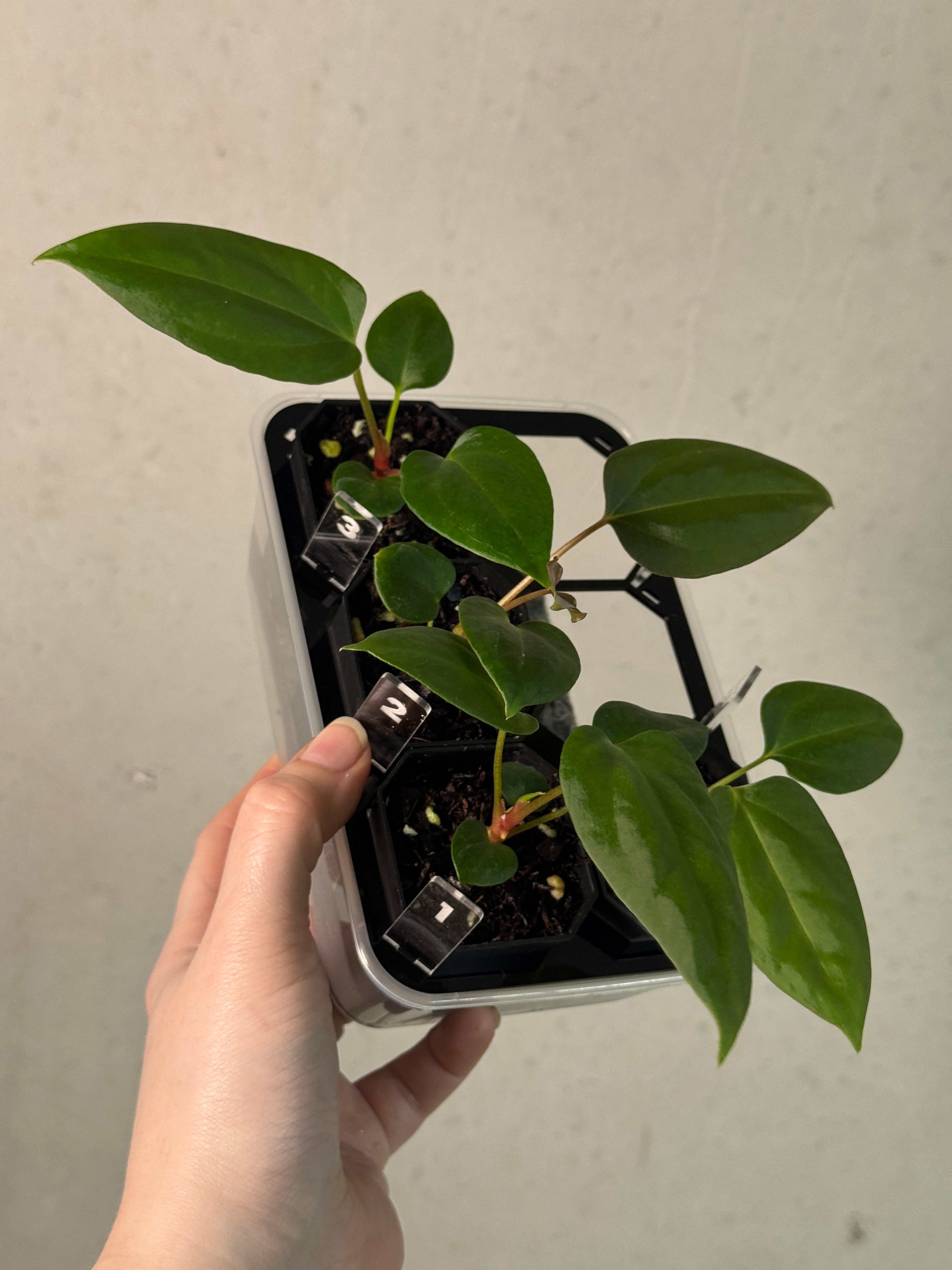 Anthurium Mr. Worldwide #2 x BVEP (‘Round’ x ‘Felix’)