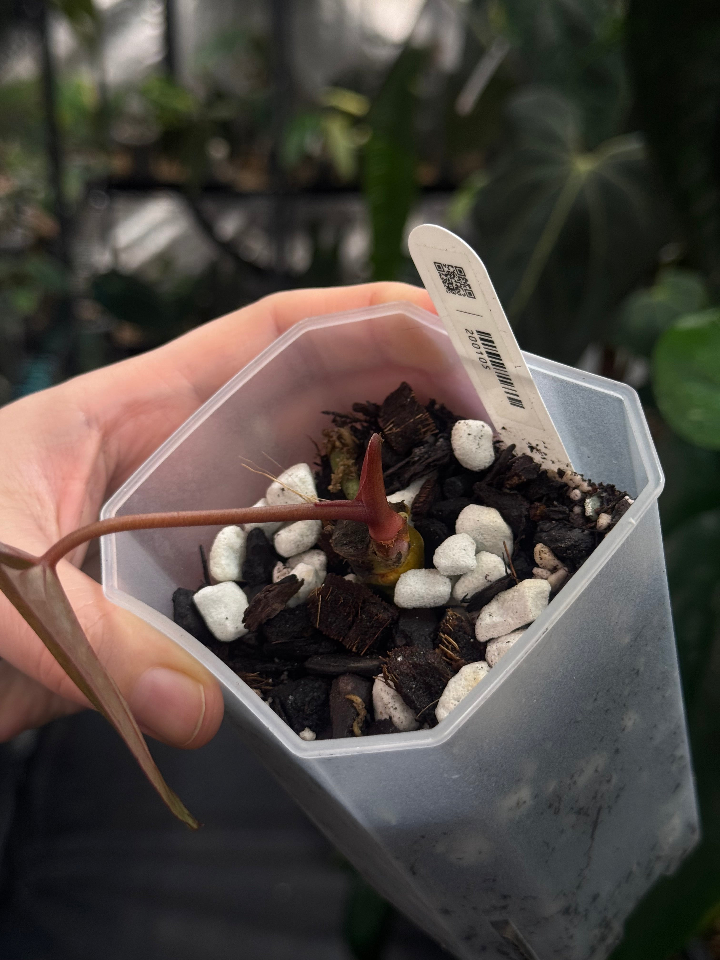 Anthurium Ace of Spades Dark Form x Papillilaminum "IL" - Clone