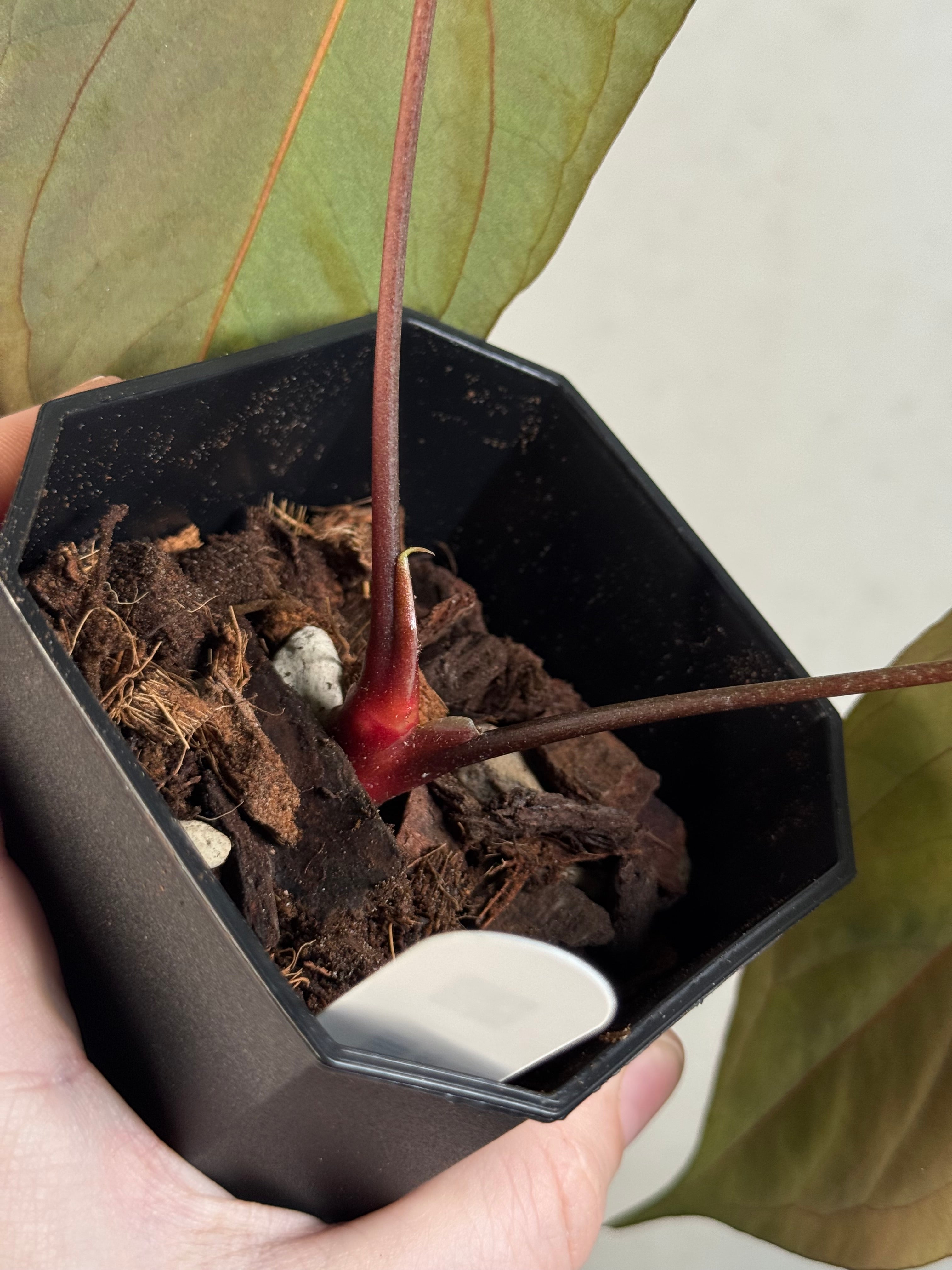 Anthurium Papillilaminum ‘Lago Gatun’ F1 - Clone