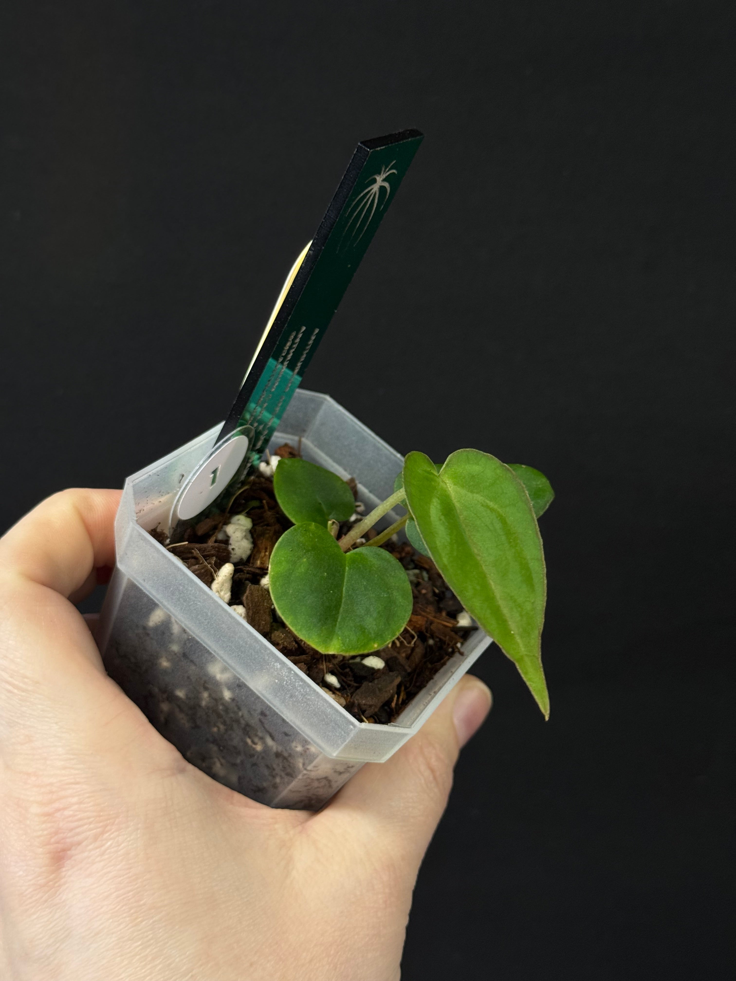 Anthurium Antolakii (BVEP) 'Dark Star' x Carlablackiae GPH-001
