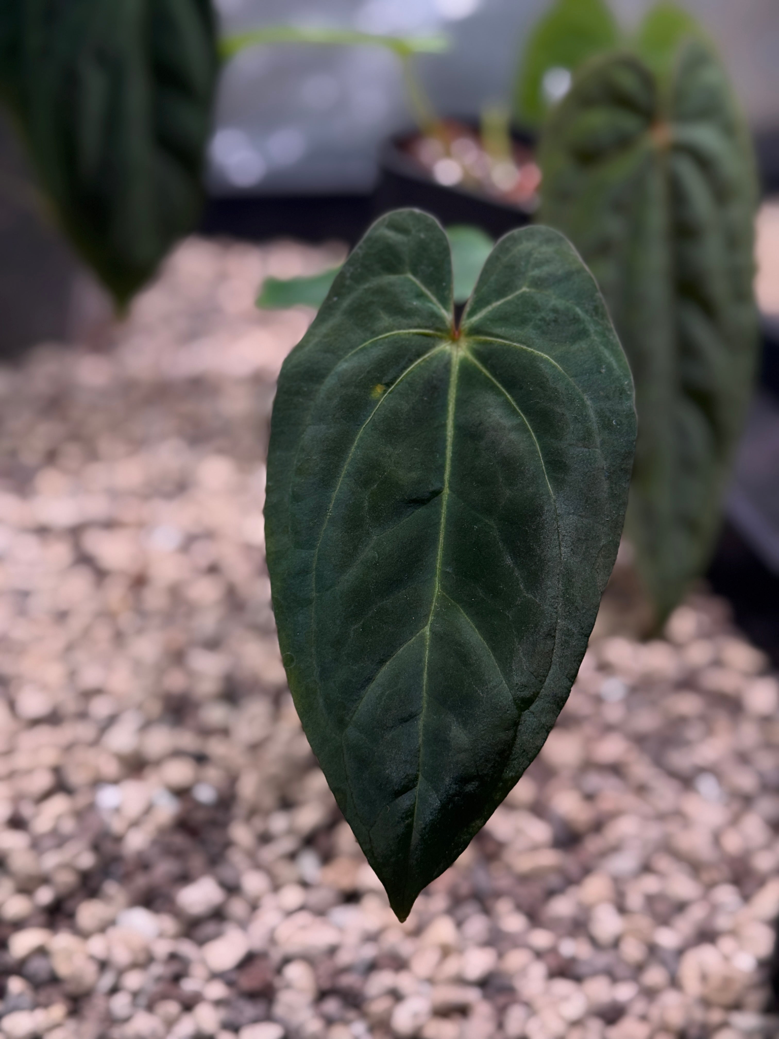 Anthurium Papillilaminum XOne