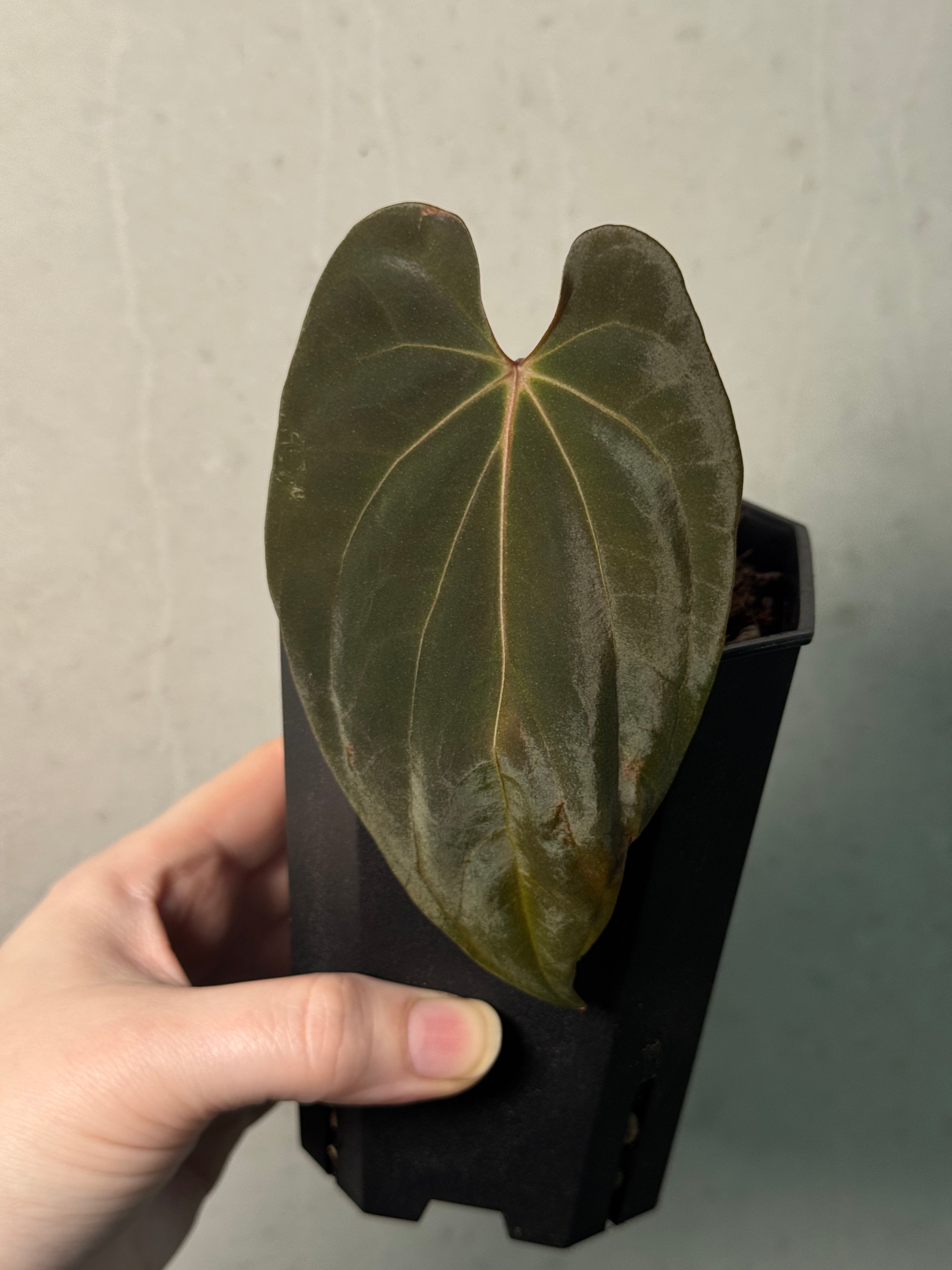 Anthurium Papillilaminum 'Daniel' - Clone - SMUKHI