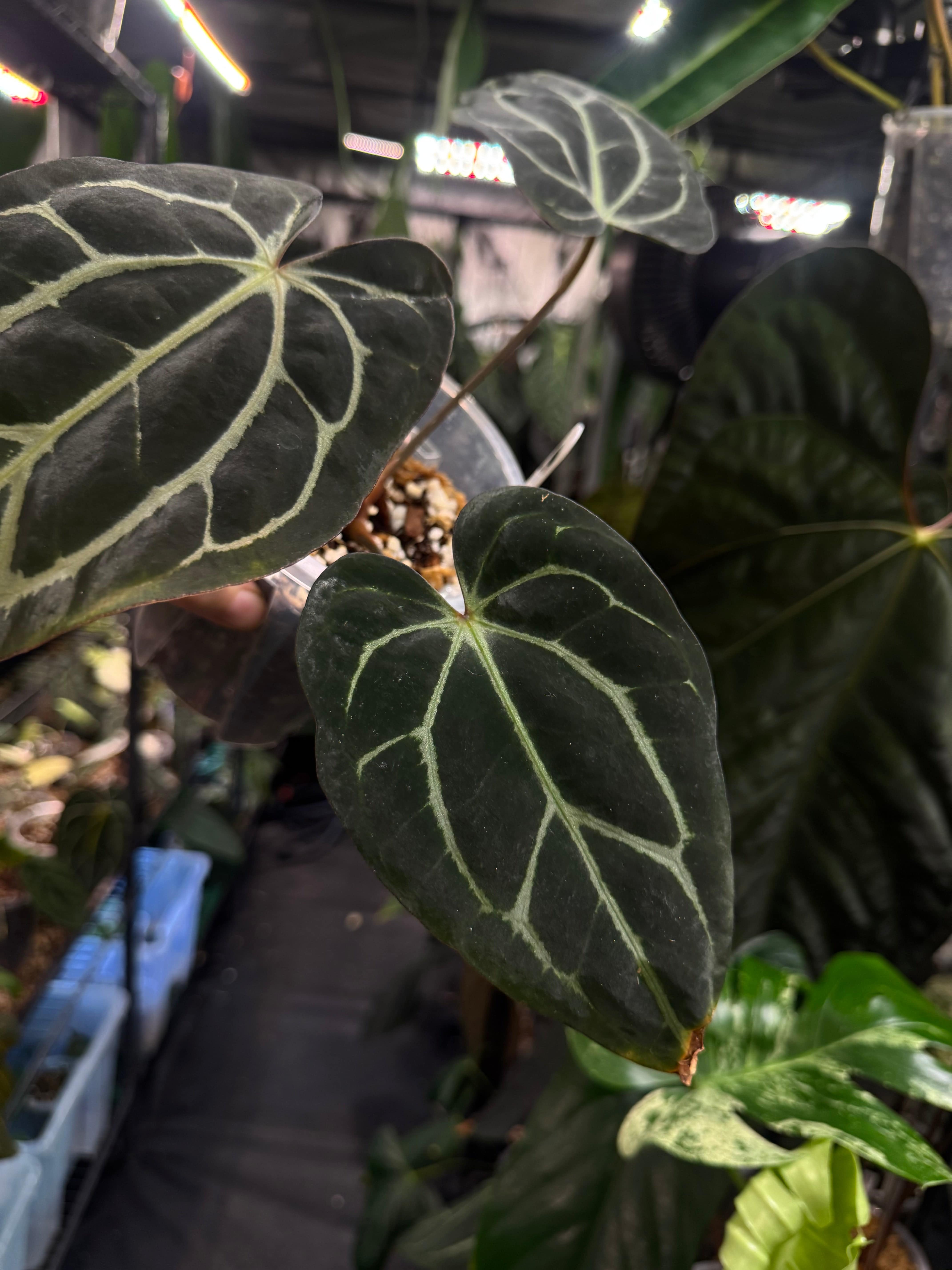 Anthurium Carlablackiae SS x RA10 - SMUKHI