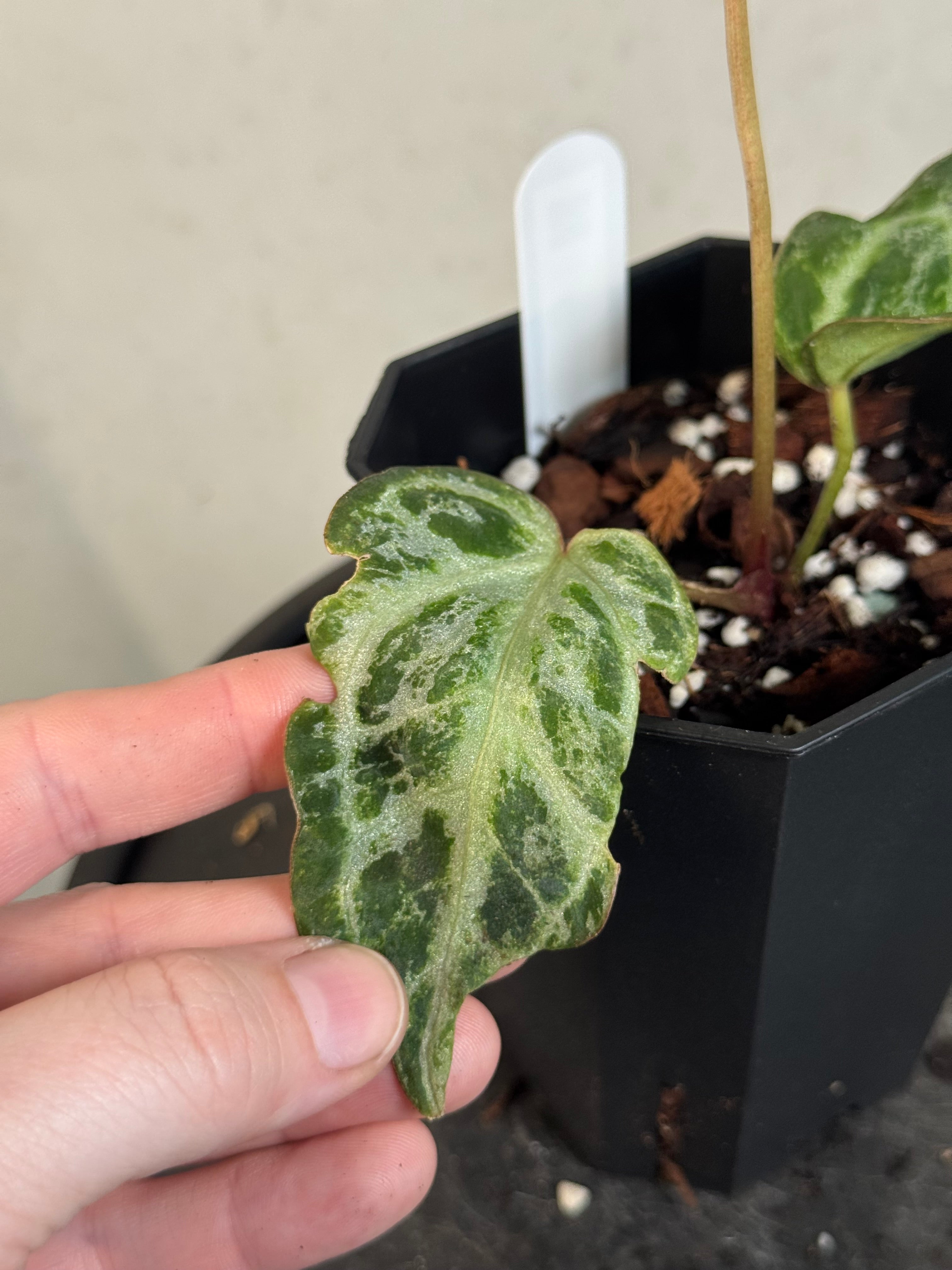 Anthurium ‘Silver Blush’ Mint / Blister Variegata