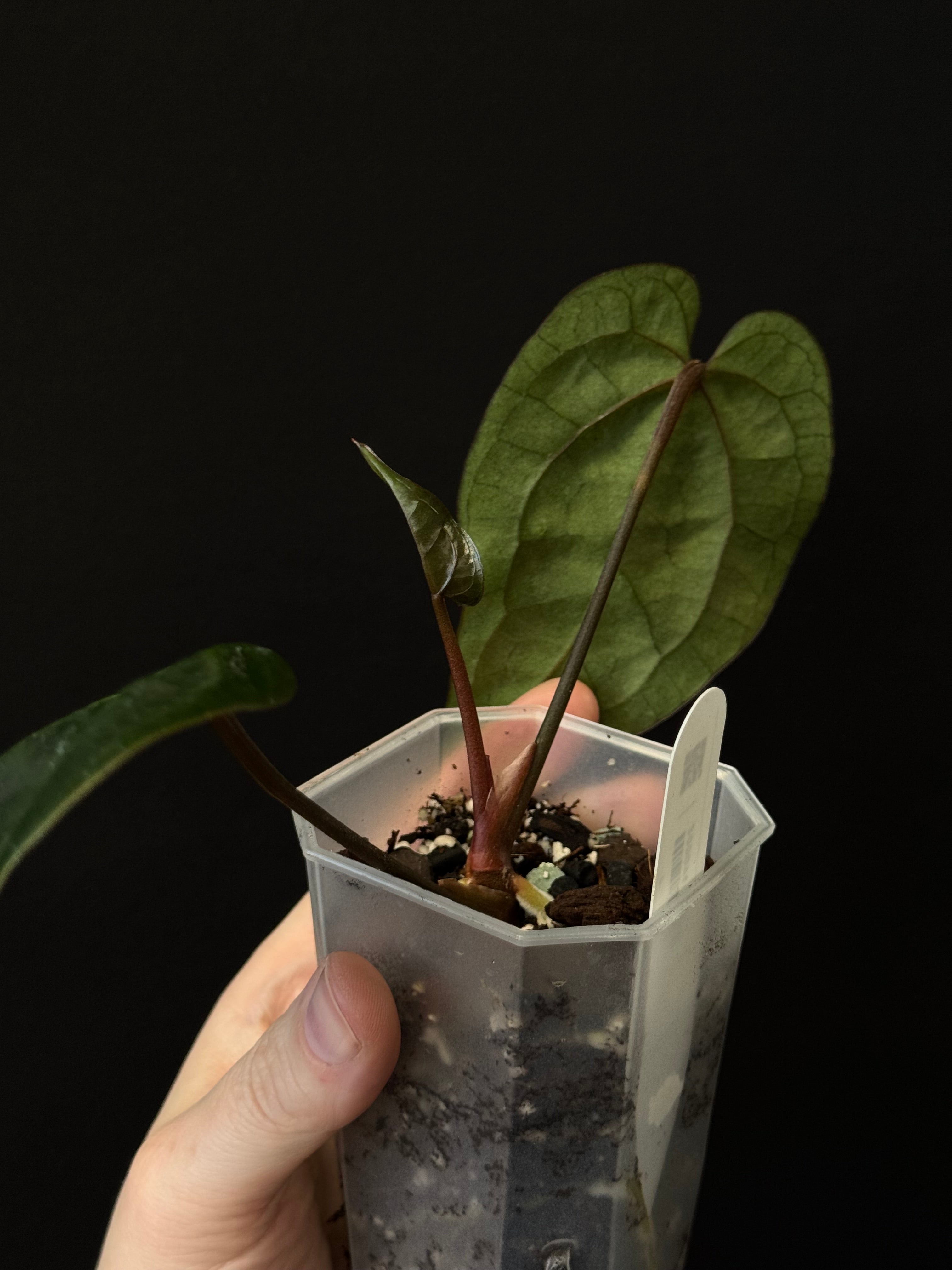 Anthurium Ace Of Spades Dark Form (SKG) F1