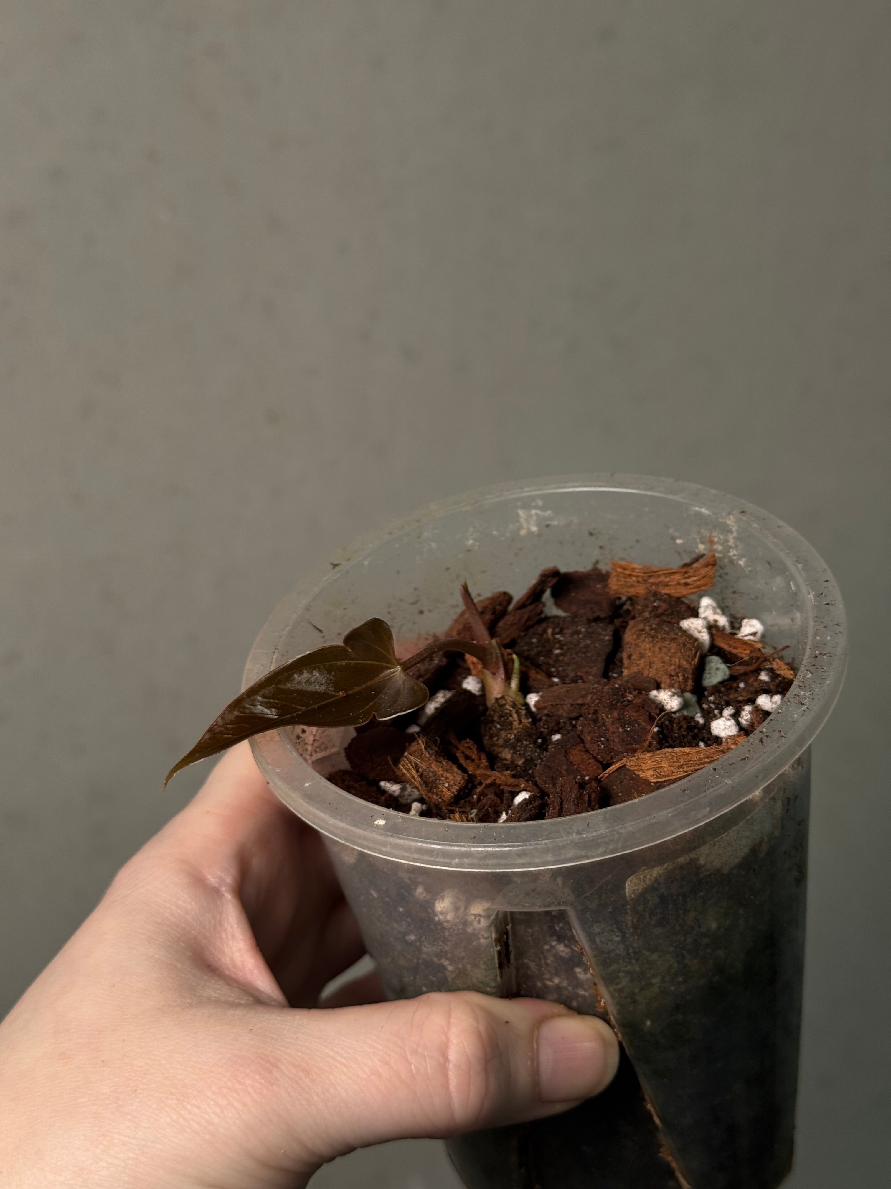 Anthurium Indo Portillae - Clone - SMUKHI