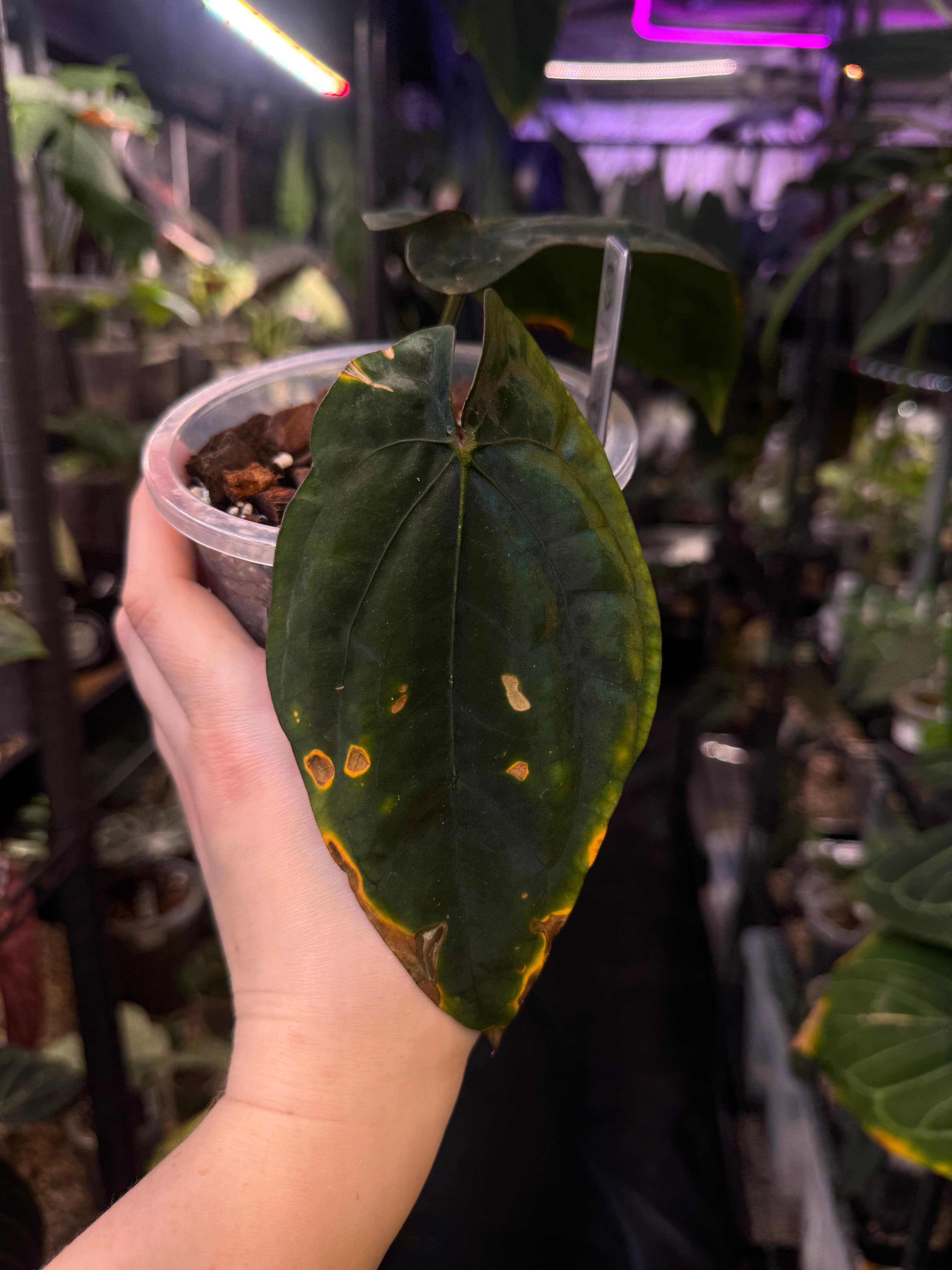 NFS: Anthurium Dressleri ‘Windy’ x RG F2 - SMUKHI
