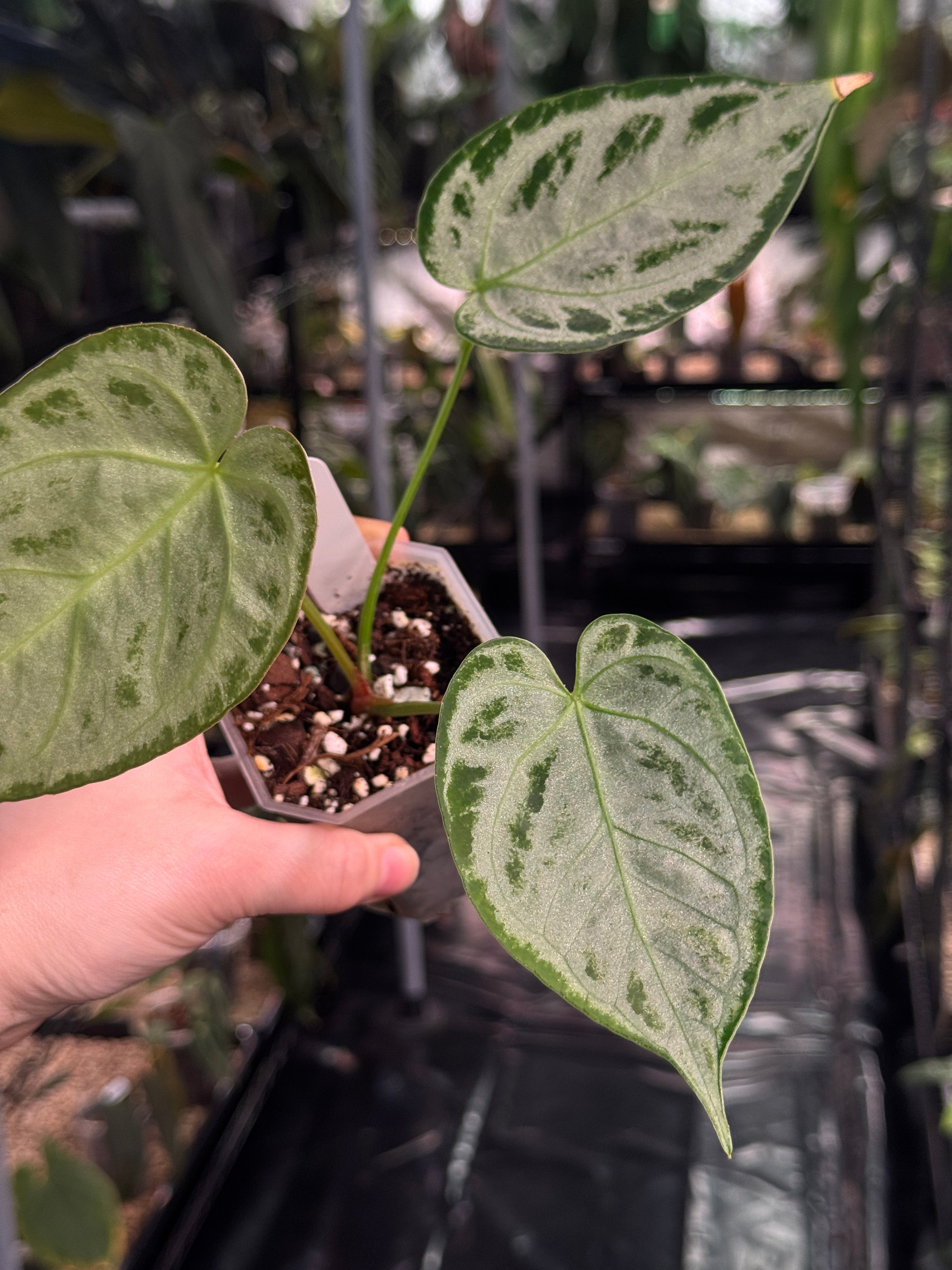 Anthurium 'Silver Blush' (Super Silver)