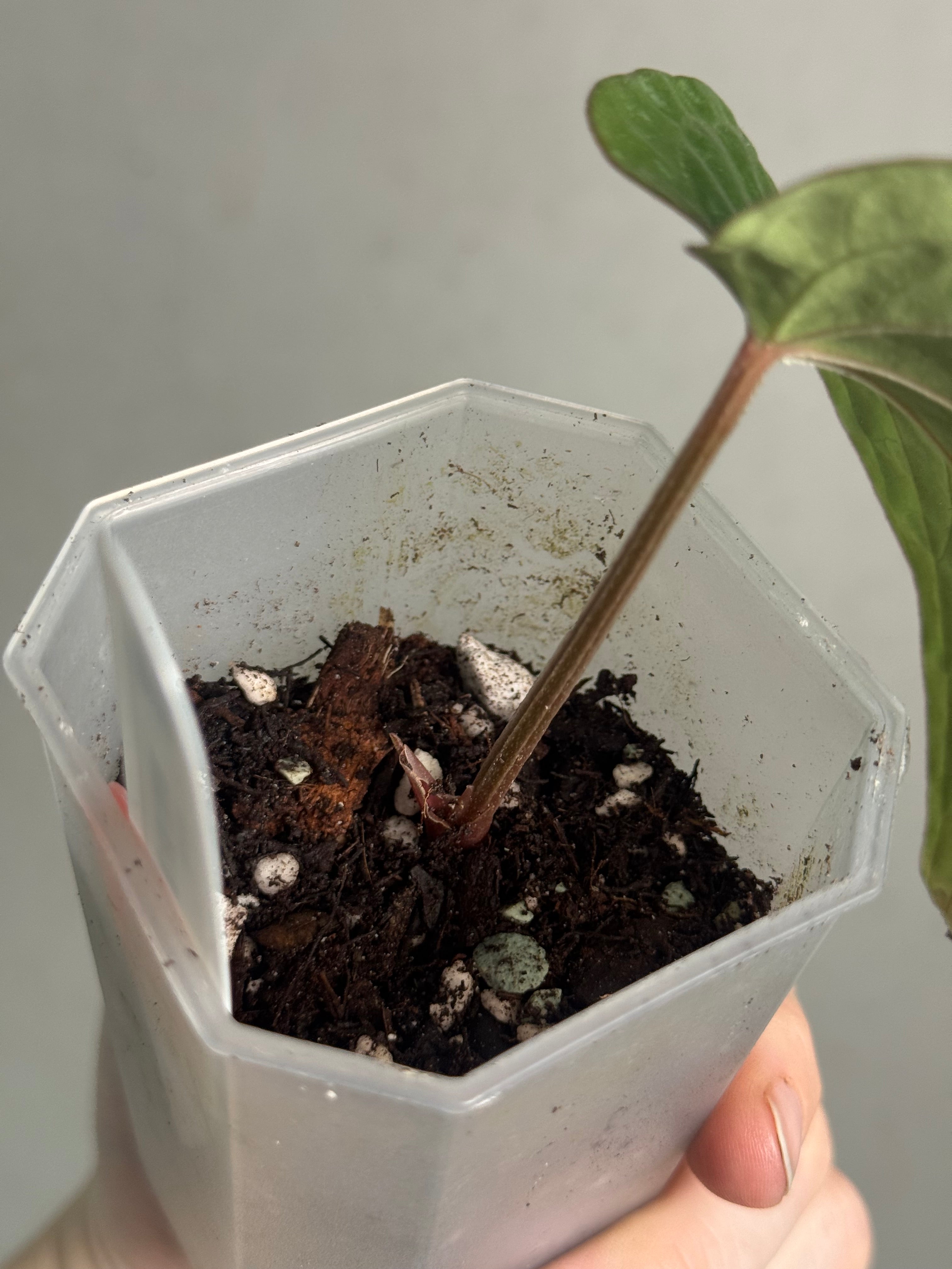 Anthurium Kunayalense F1 - Clone - Pre-order - SMUKHI