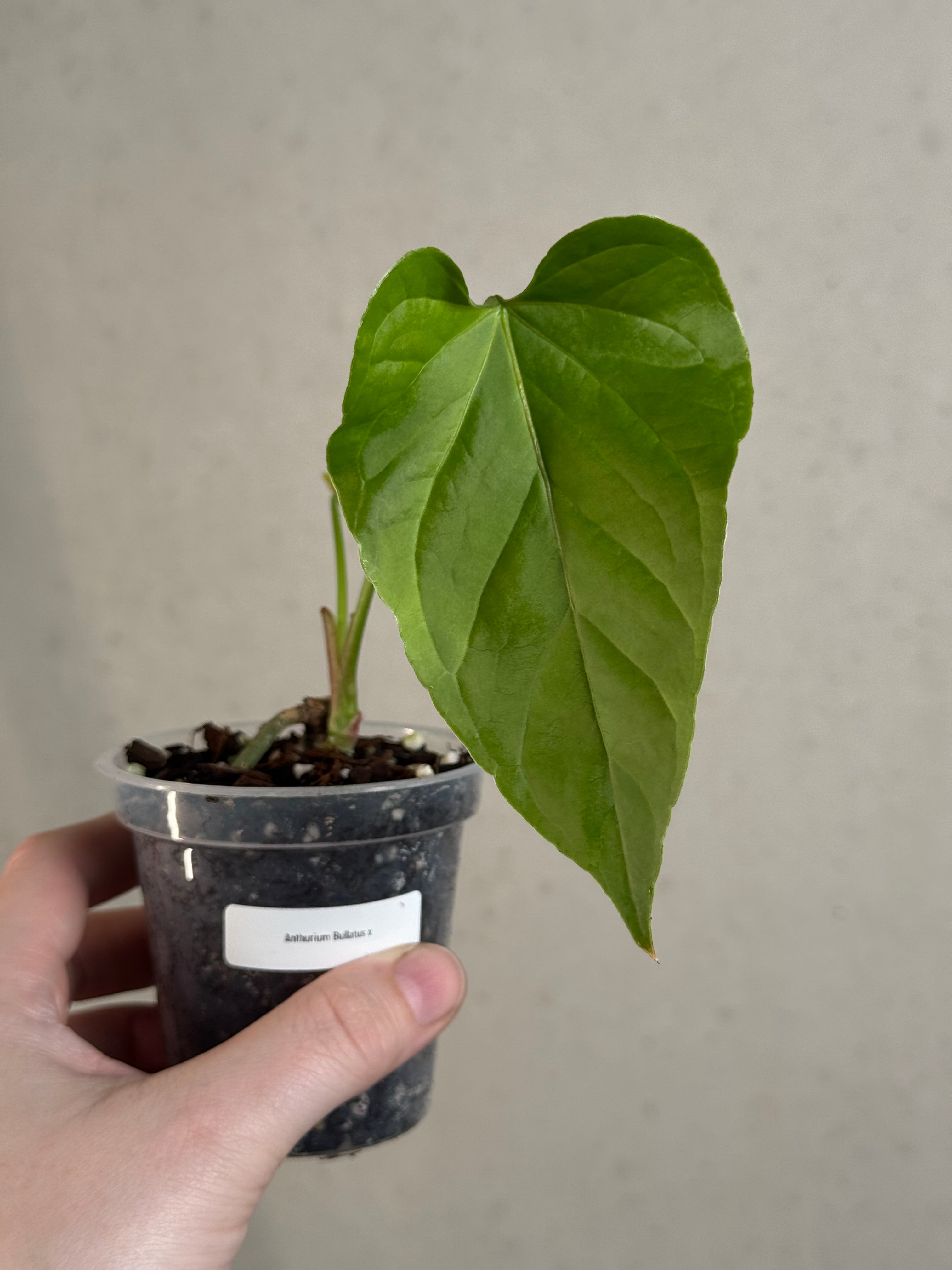 Anthurium Bullatus x