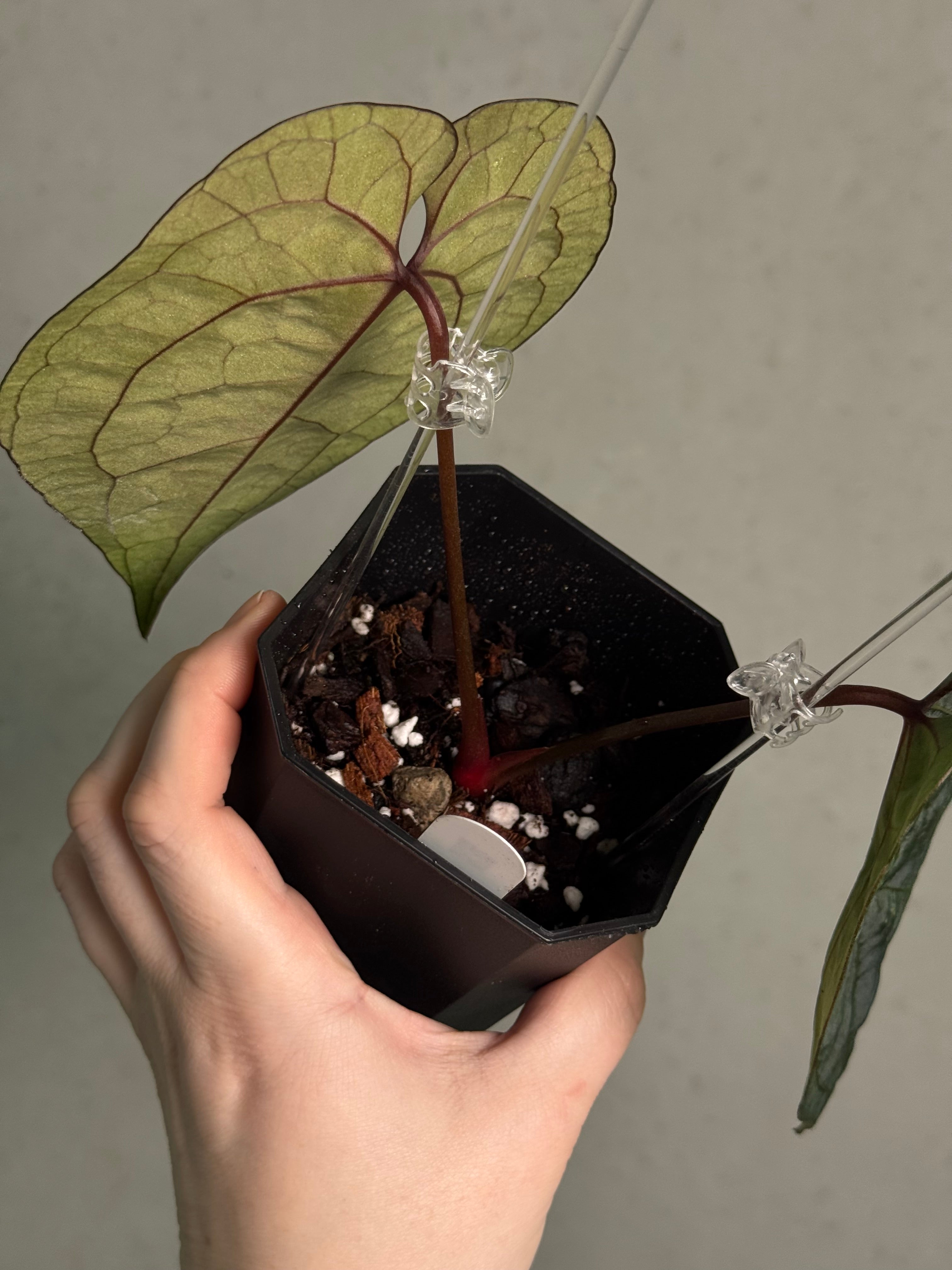 Anthurium Ace Of Spades Dark Form F1 (SKG) - Clone - SMUKHI