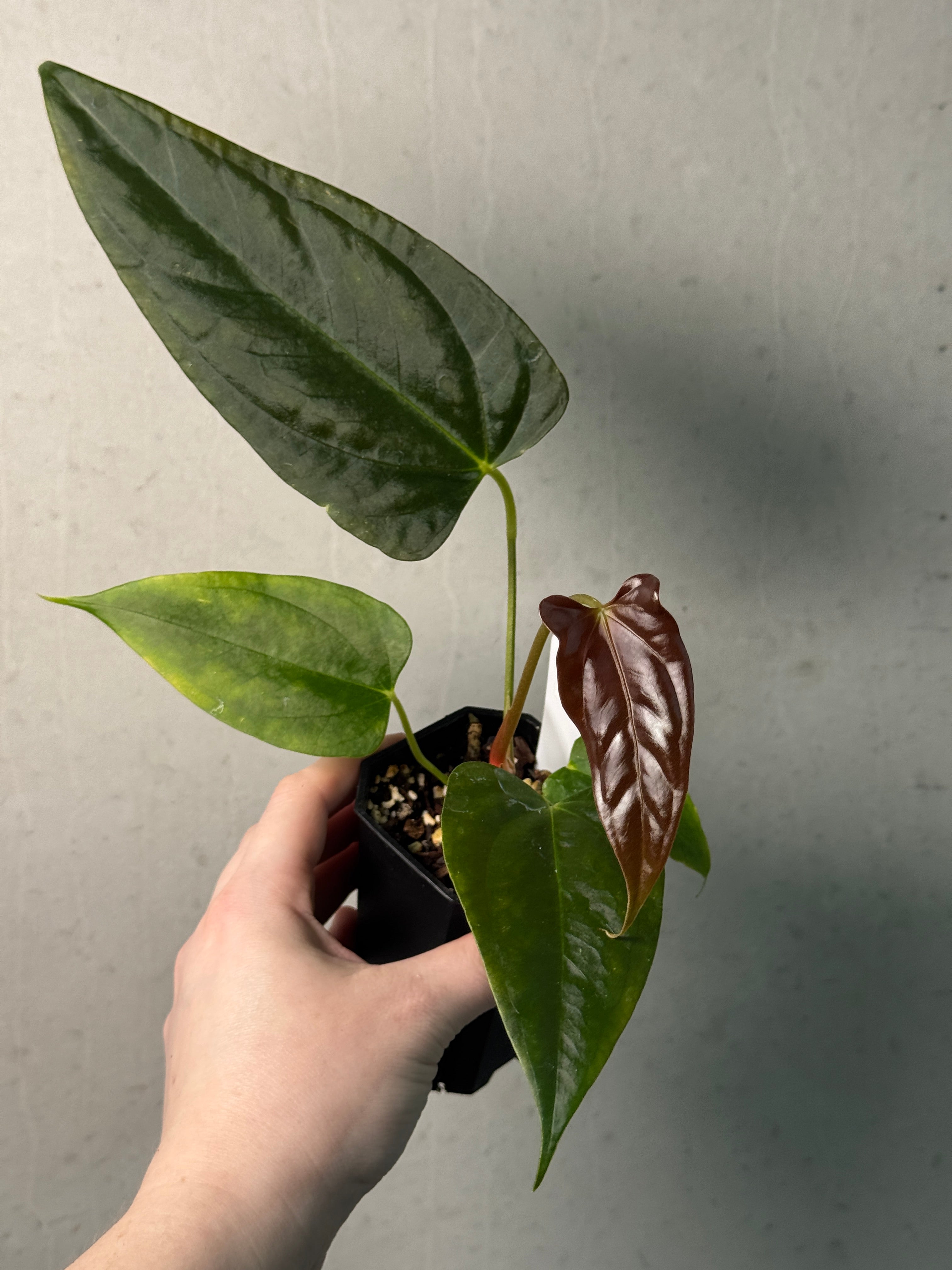 Anthurium Indo Portillae x self - SMUKHI