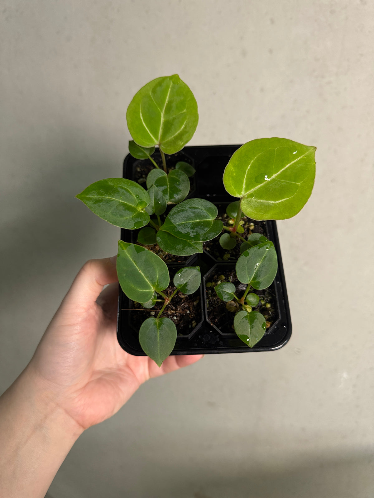 Variegated Stingray Anthurium HU x Zara x Michelle 'Bleeding Heart' plant with vibrant green leaves and distinctive variegation.