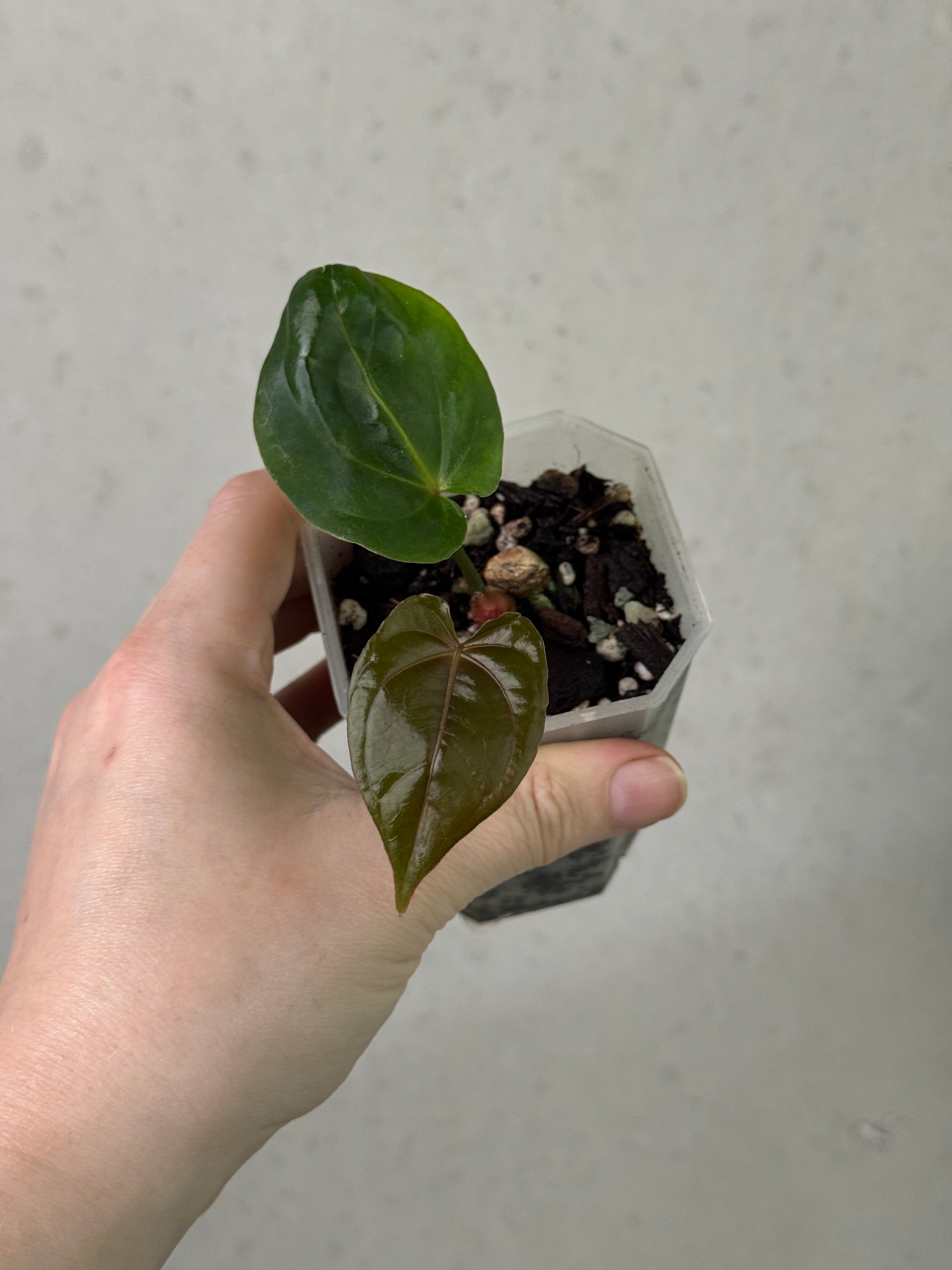 Crystallinaminum Anthurium 'Widowmaker' x Papillilaminum clone plant with glossy green leaves and vibrant spathes.