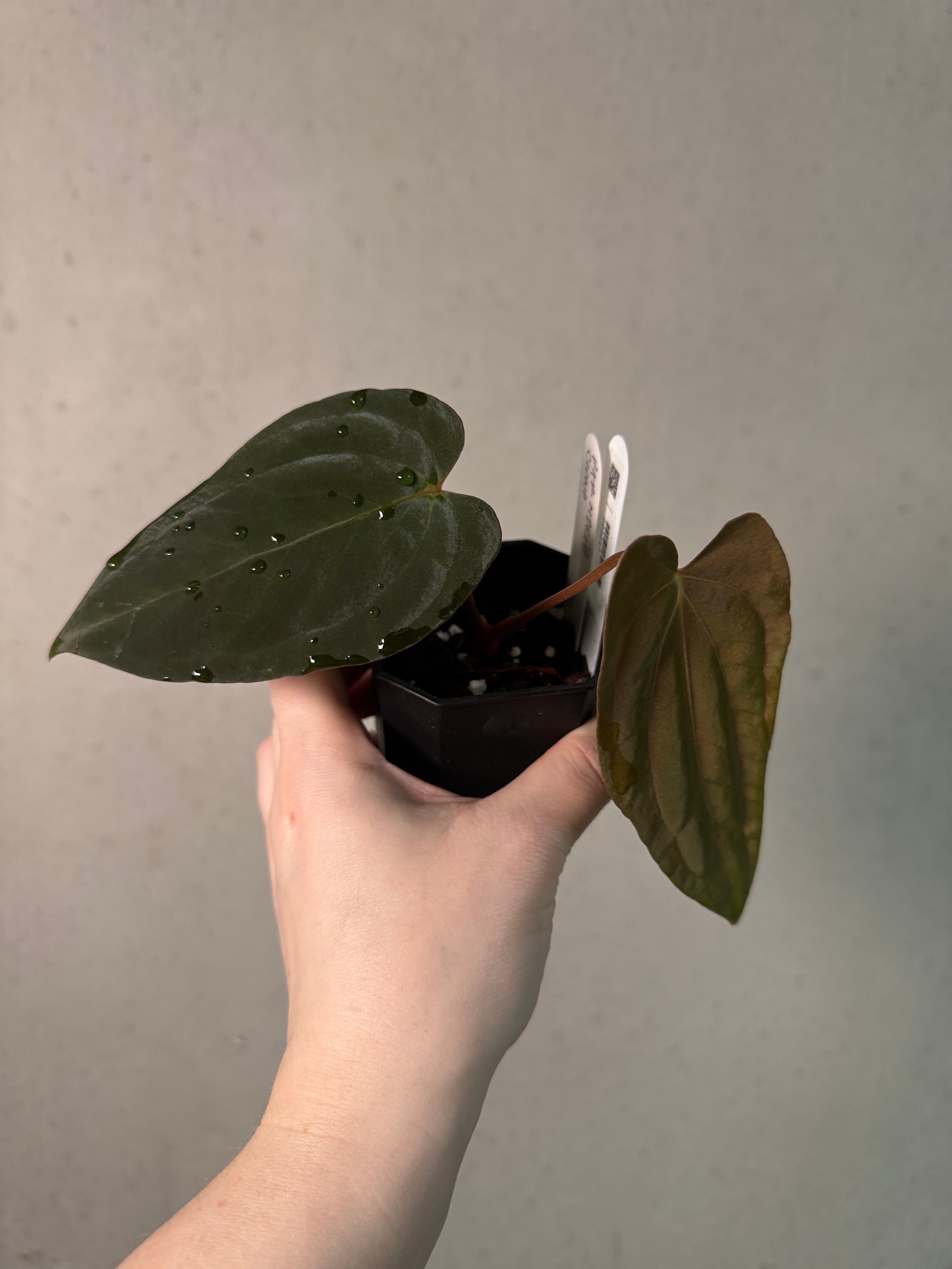 Anthurium Papillilaminum 'Marie' - Clone