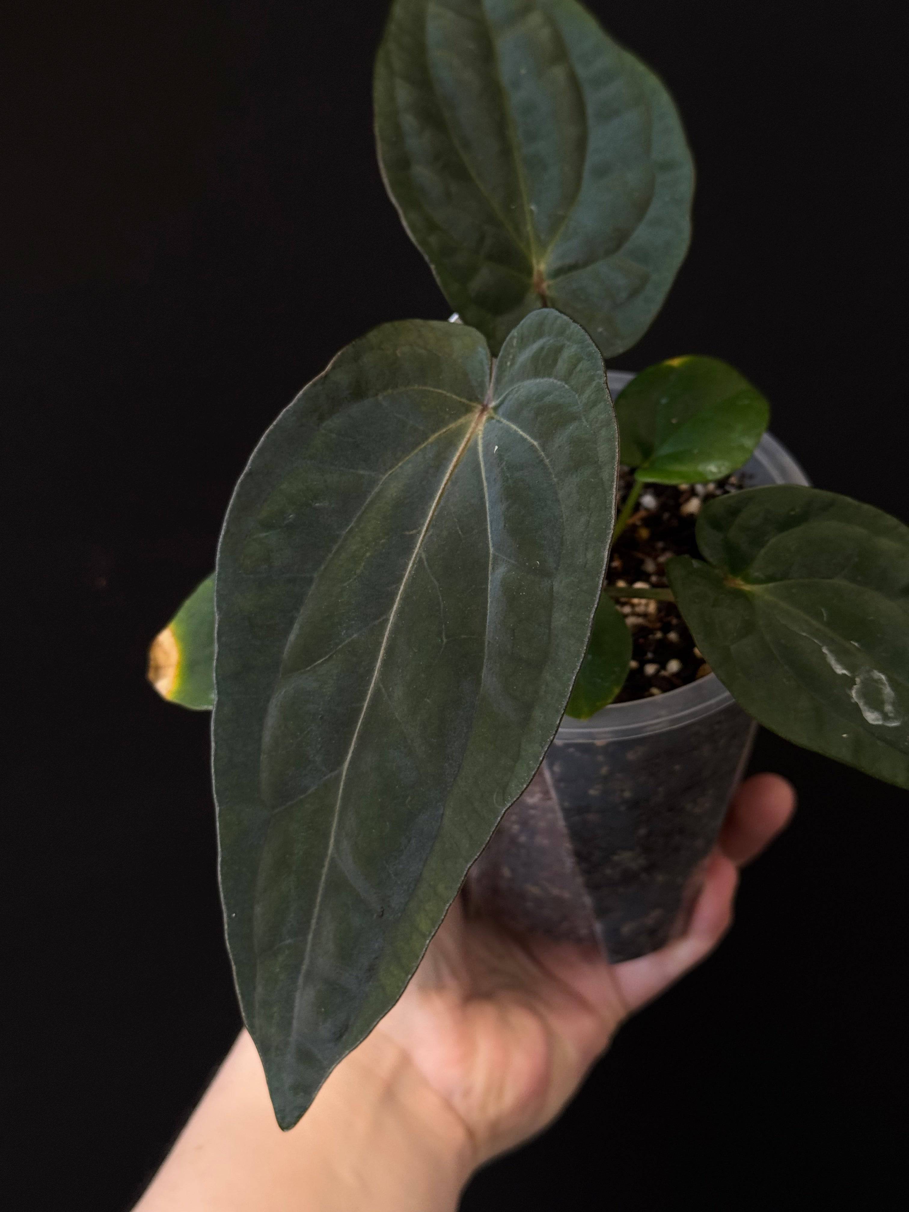 NFS: Anthurium (Dressleri RG F2 Dark x Carlablackiae ‘Amanda’) x Dressleri NSE ‘Obsidian’ - SMUKHI