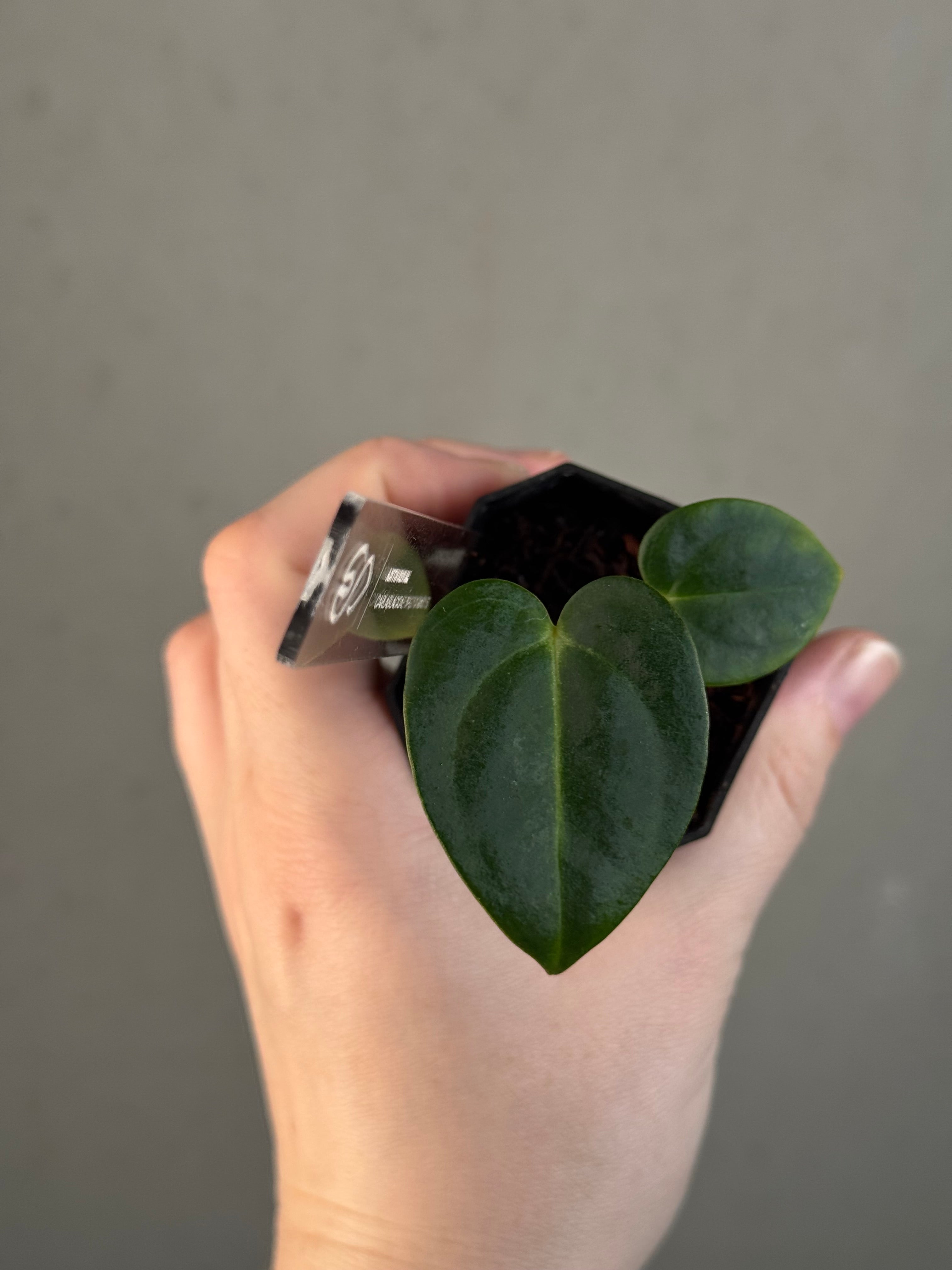 Anthurium Carlablackiae 'JPG.1' x RA10 S1
