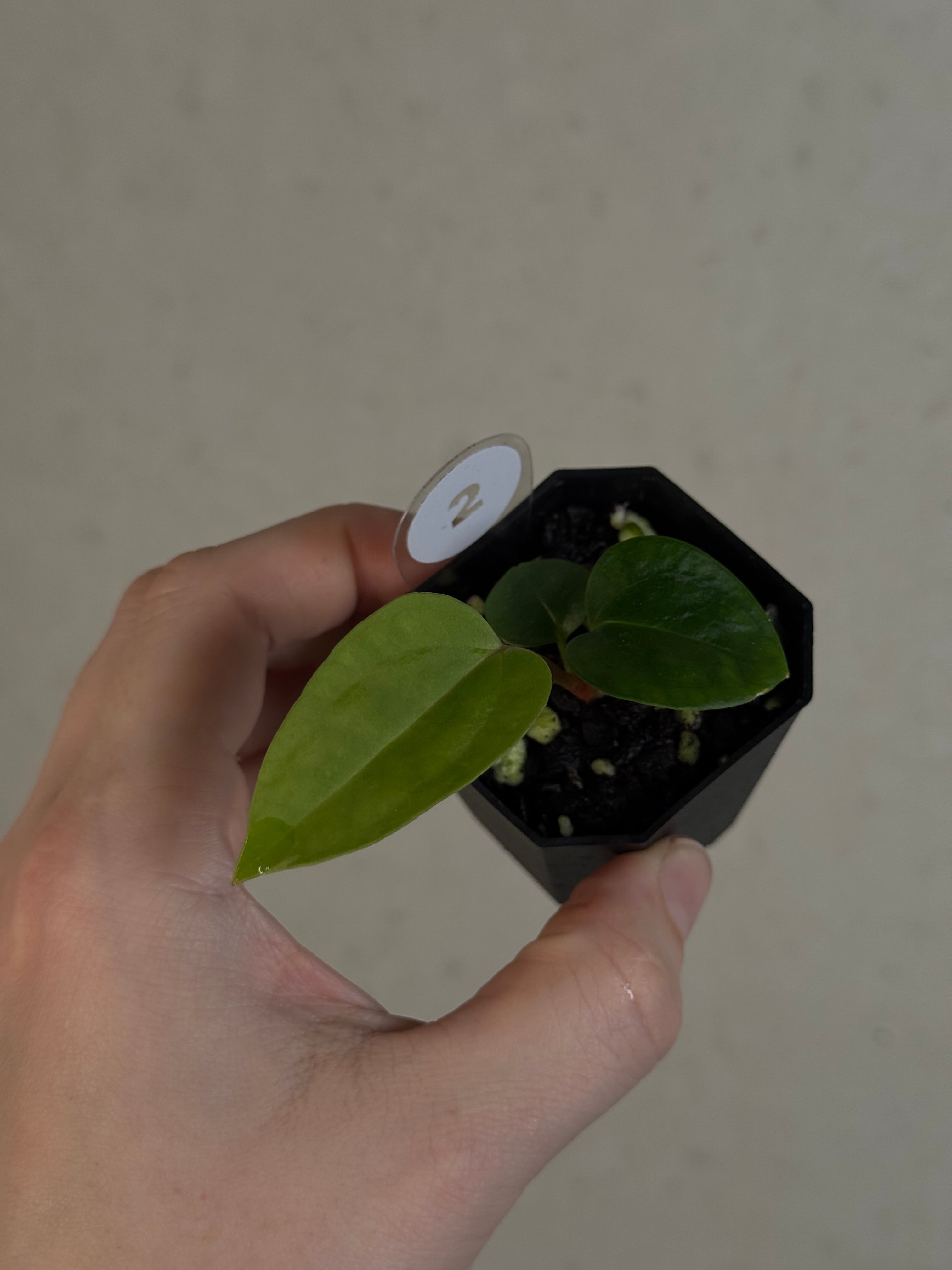 Anthurium Singapore Trilobe x Carlablackiae ‘JPG.1’
