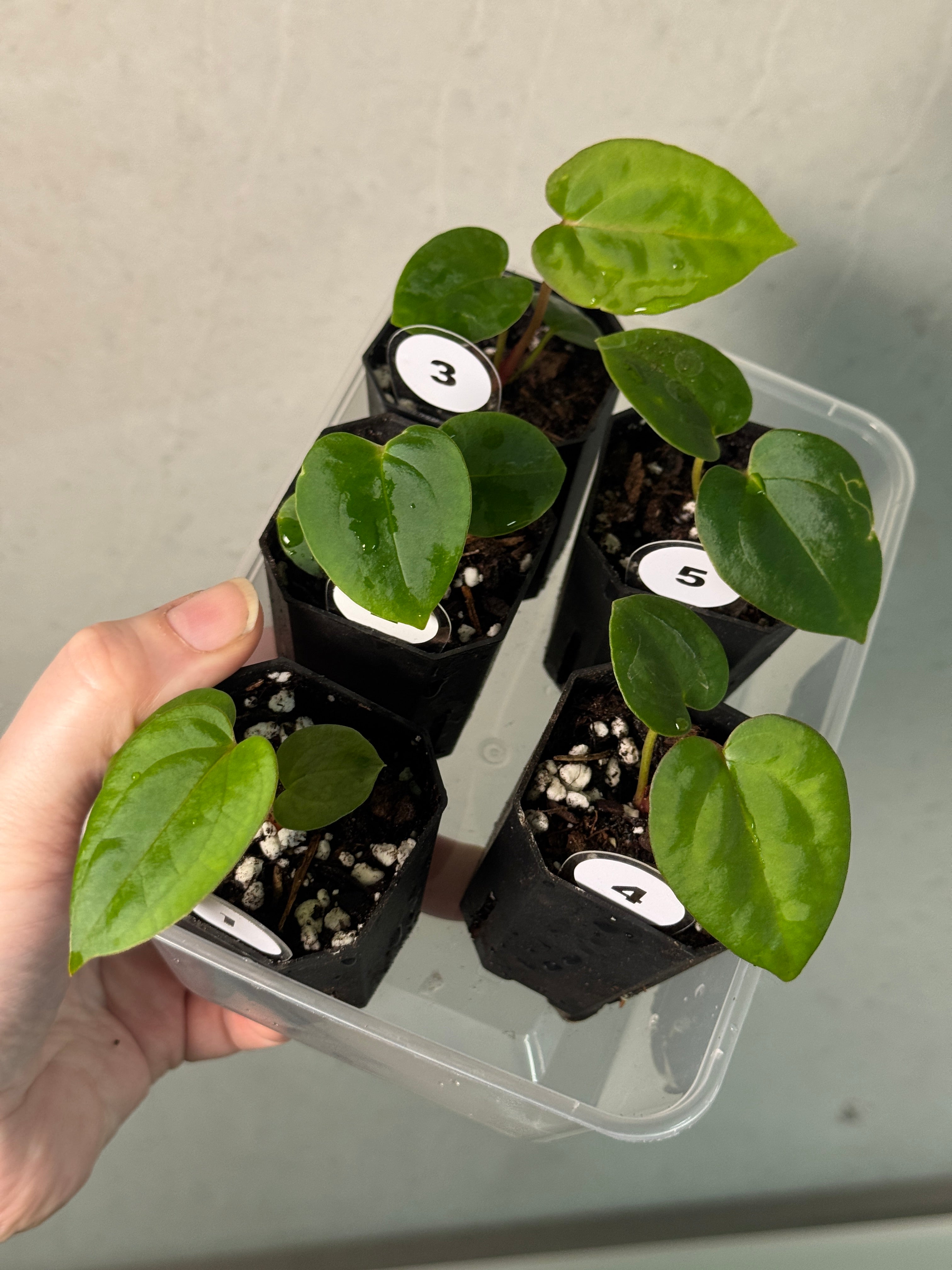 Anthurium Fort Sherman x open - SMUKHI